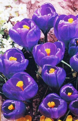 Garden Elements Spring Blooming Bulbs – Crocus, Early Dark Blue Crocus – 10 Pack