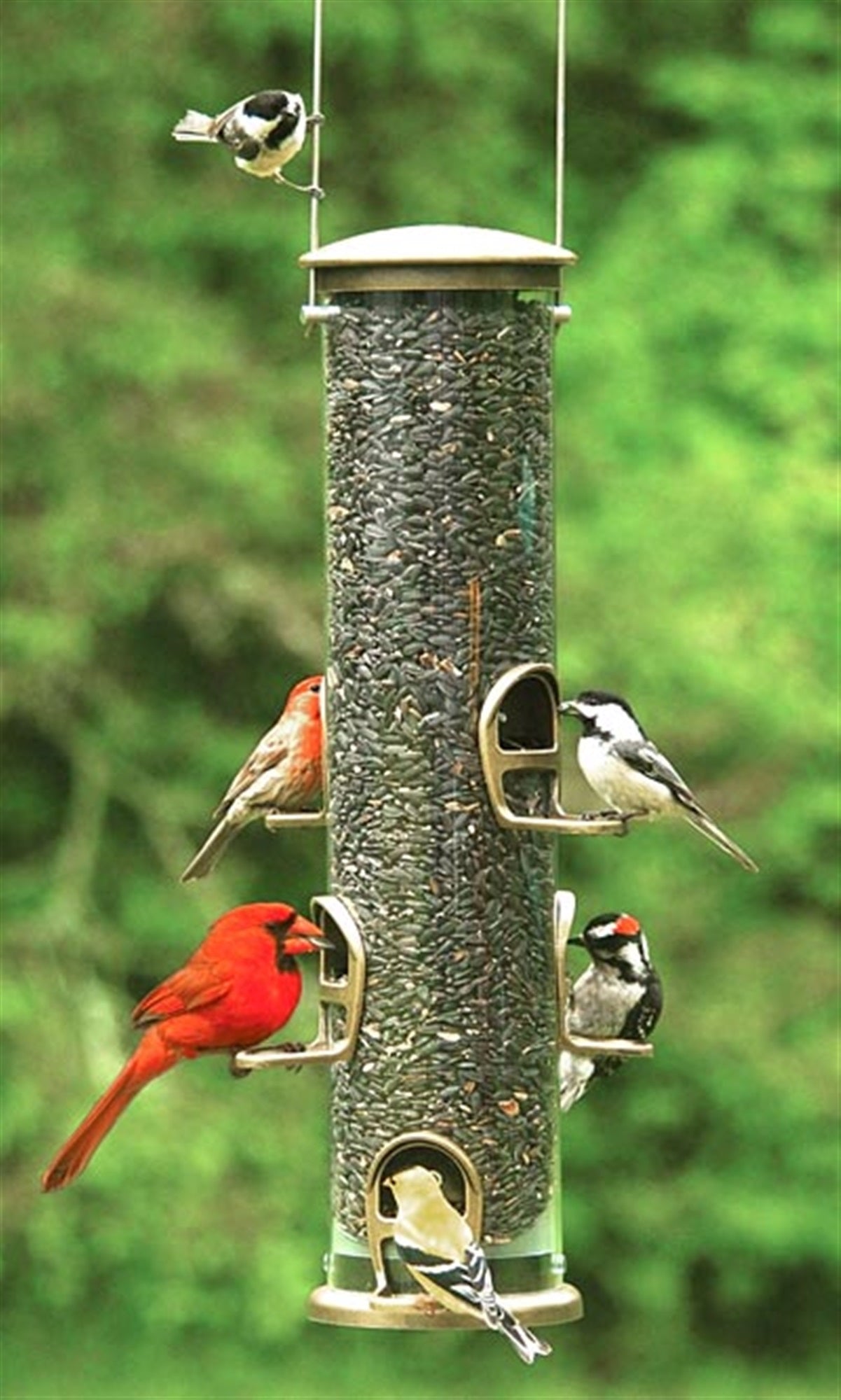 Aspects Antique Brass Quick Clean Big Tube Bird Feeder — 6 Perches, Large Capacity — 3.5 Qt