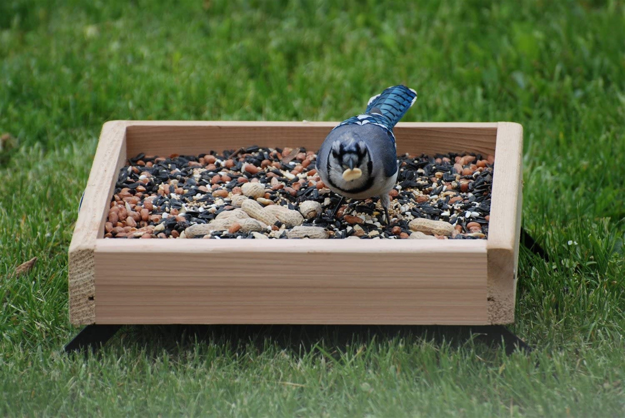 Woodlink Audubon 3-in-1 Platform Wild Bird Feeder, 3lb Seed Capacity