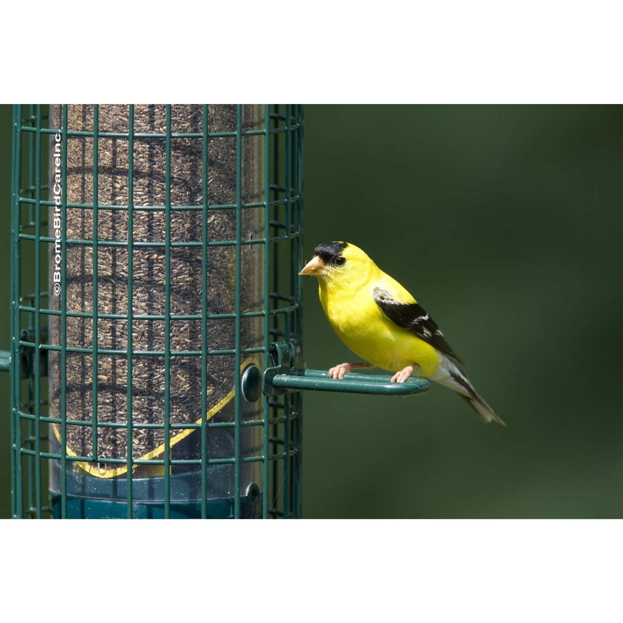 Squirrel Buster Classic Finch Squirrel-Proof Bird Feeder with 8 Feed Ports, 2.4lb Seed Capacity