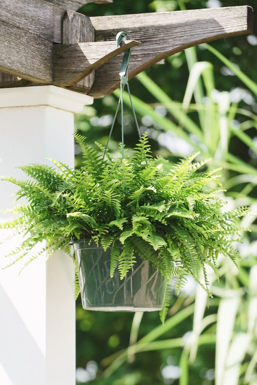 Garden Elements Live Classic Boston Fern Plant, 10in