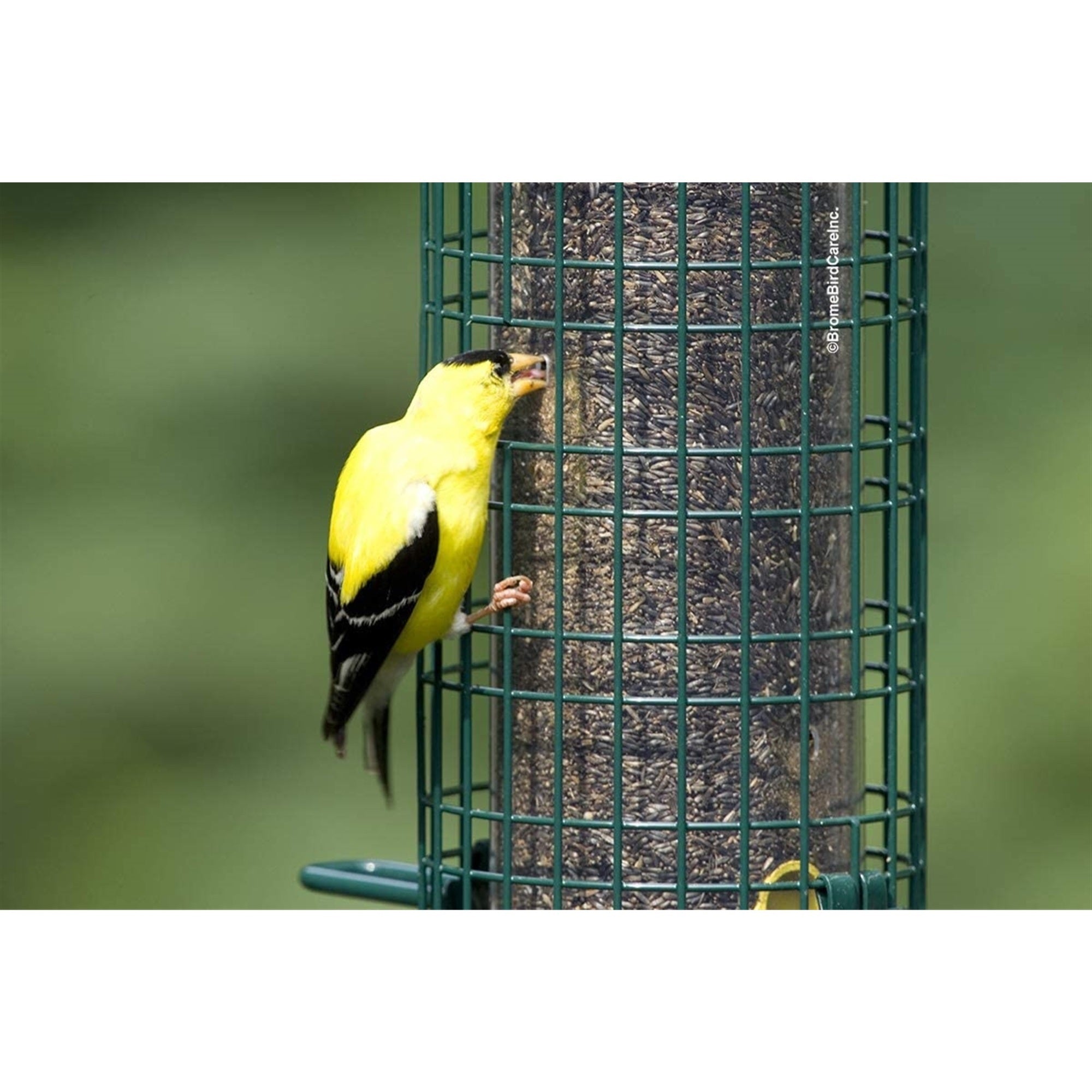 Squirrel Buster Classic Finch Squirrel-Proof Bird Feeder with 8 Feed Ports, 2.4lb Seed Capacity