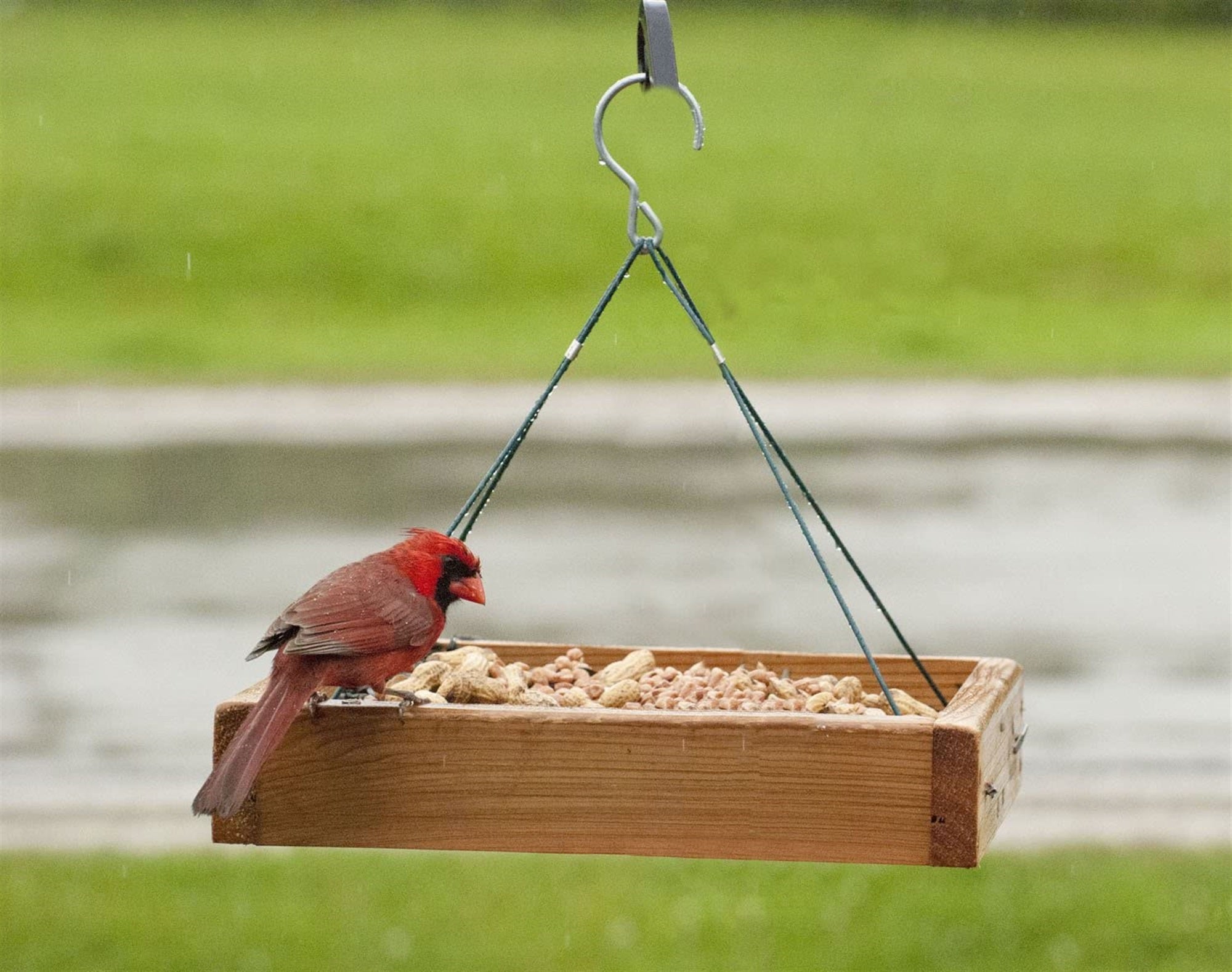Woodlink Audubon 3-in-1 Platform Wild Bird Feeder, 3lb Seed Capacity