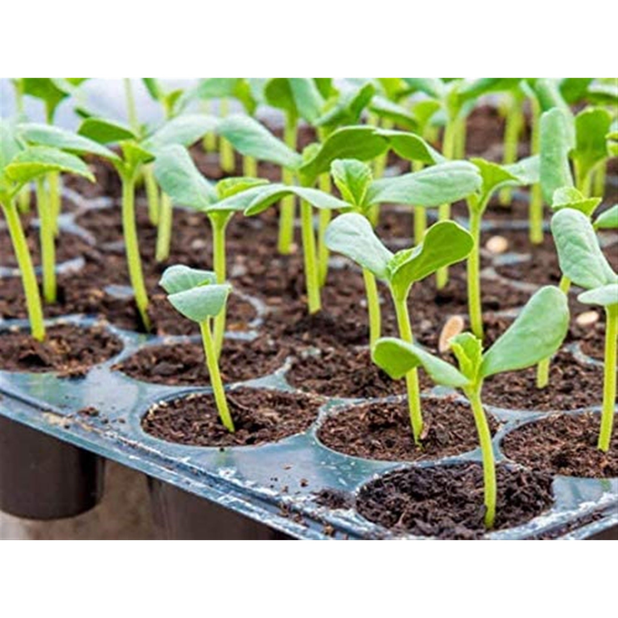 Hydrofarm Jump Start Seed Starting Germination Station with Heat Mat & Tray