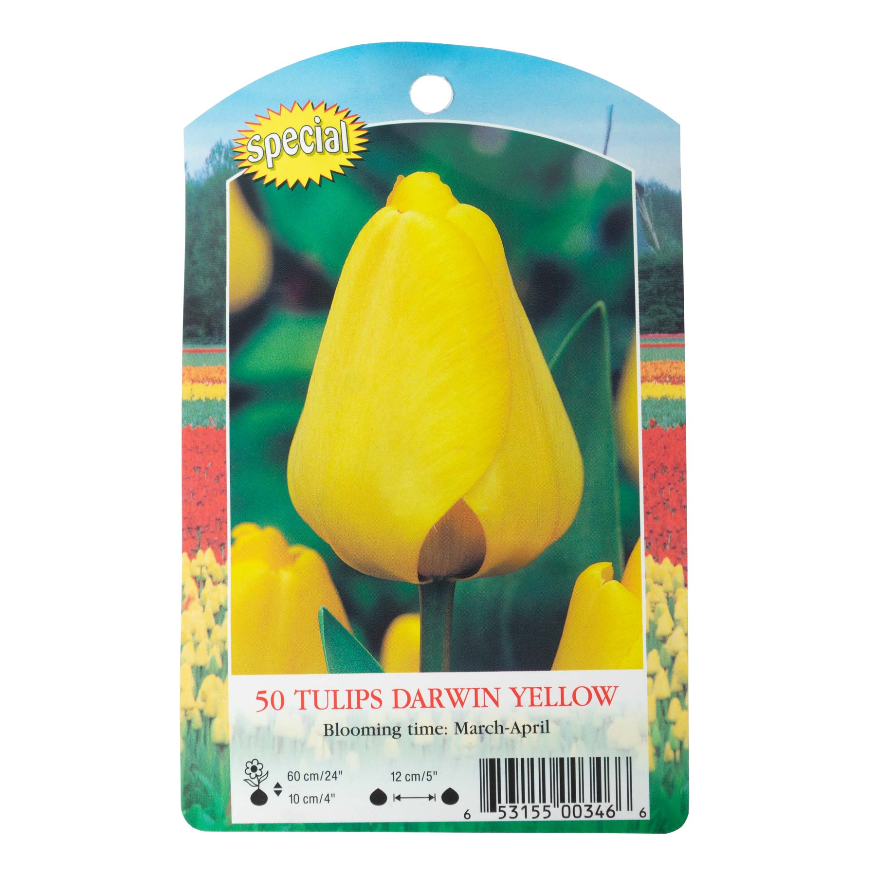 Garden Elements Spring Blooming Bulbs – Darwin Tulip, Big Smile, Yellow – 50 Pack