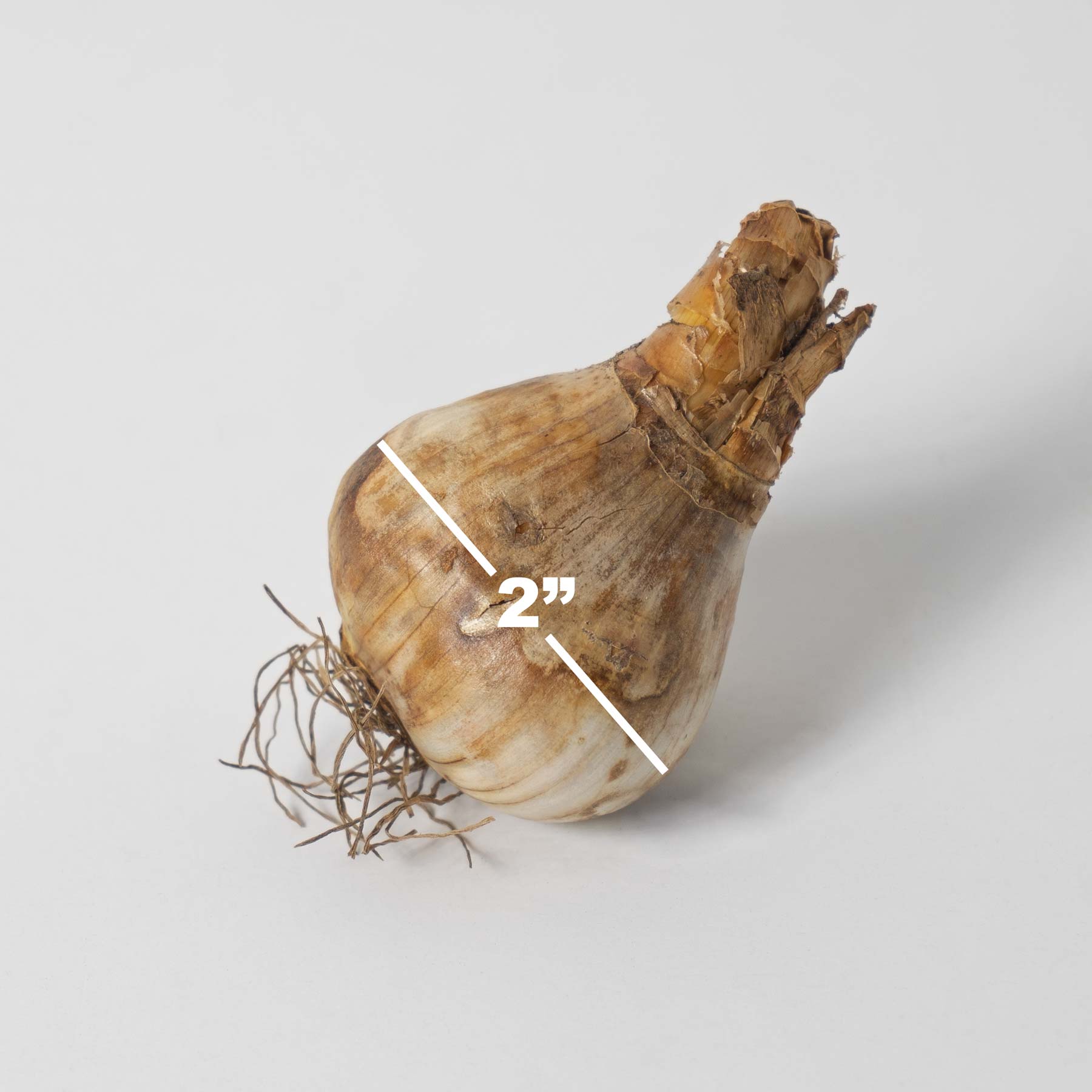 Garden Elements Spring Blooming Bulbs – Narcissus Daffodil, Mixed – 50 Pack