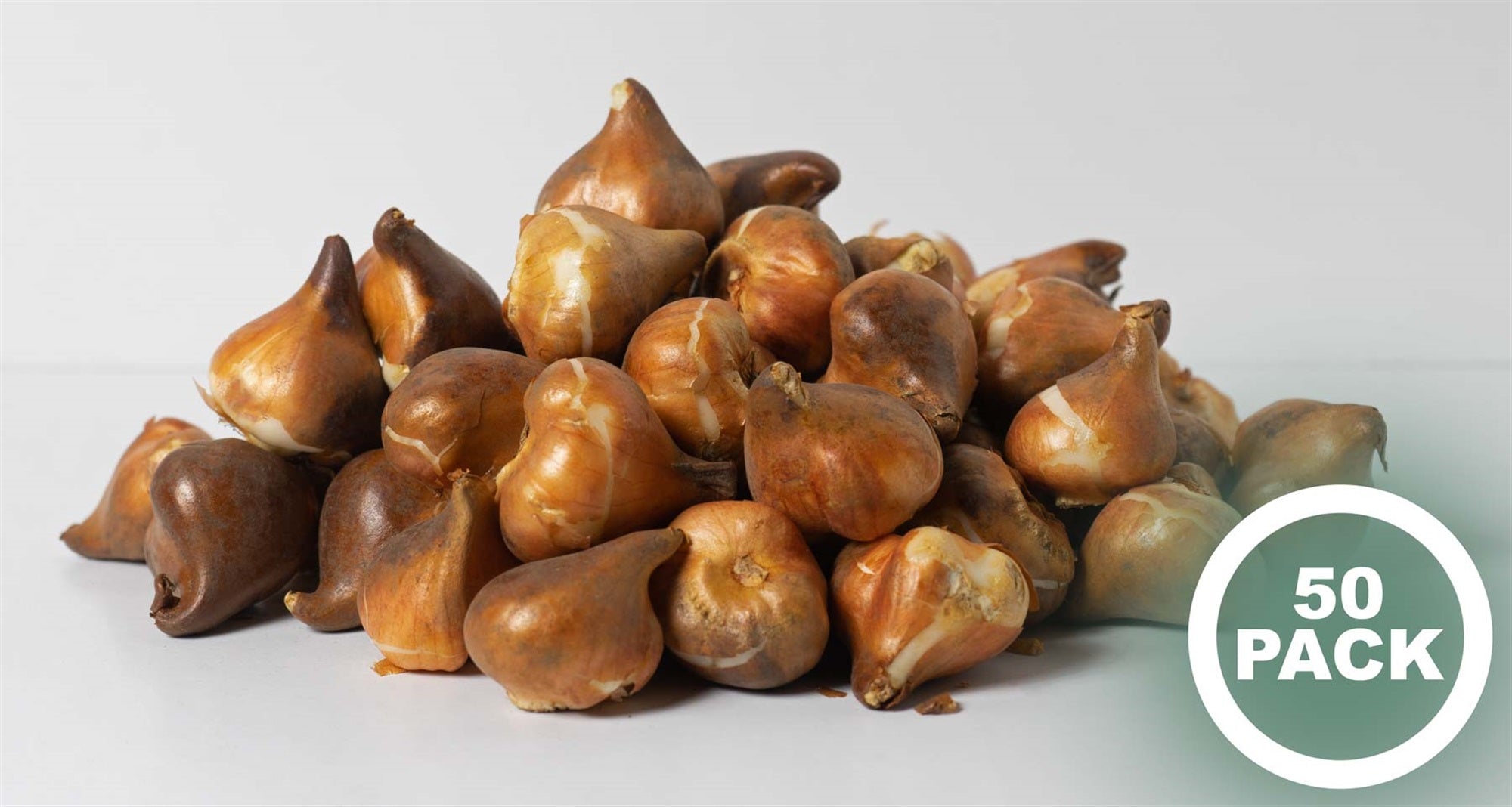 Garden Elements Spring Blooming Bulbs – Darwin Tulip, Purple – 50 Pack