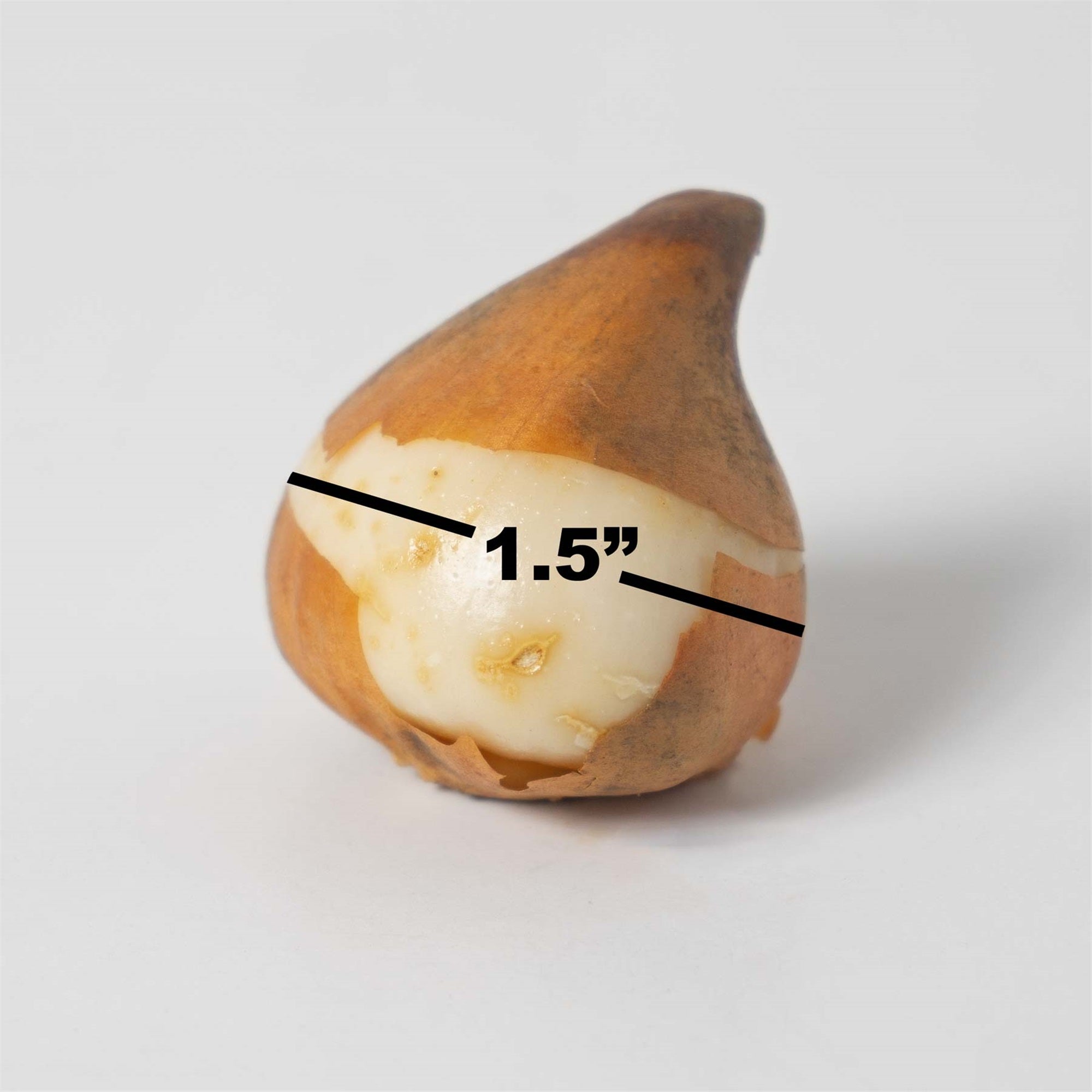 Garden Elements Spring Blooming Bulbs – Darwin Tulip, Purple – 50 Pack