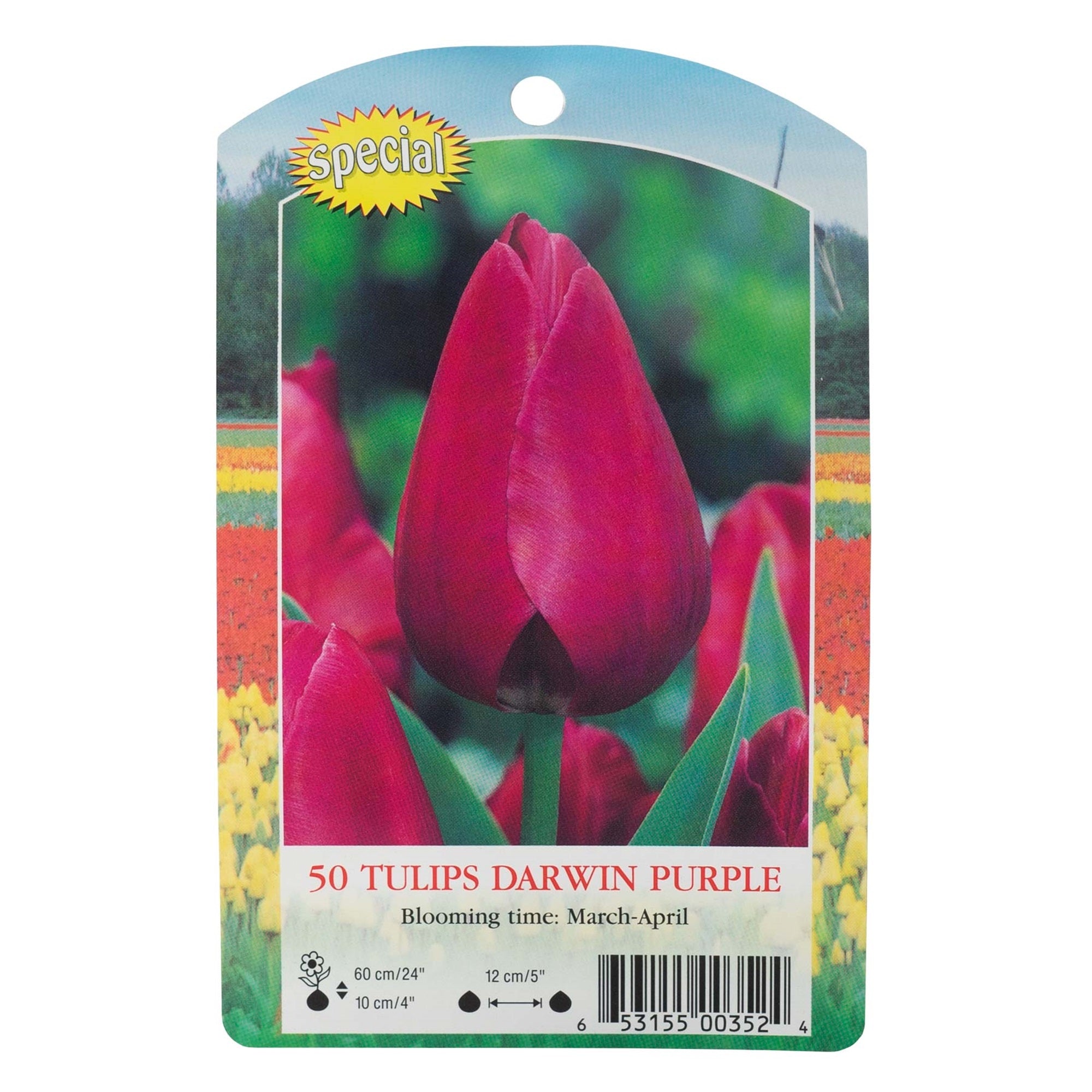 Garden Elements Spring Blooming Bulbs – Darwin Tulip, Purple – 50 Pack