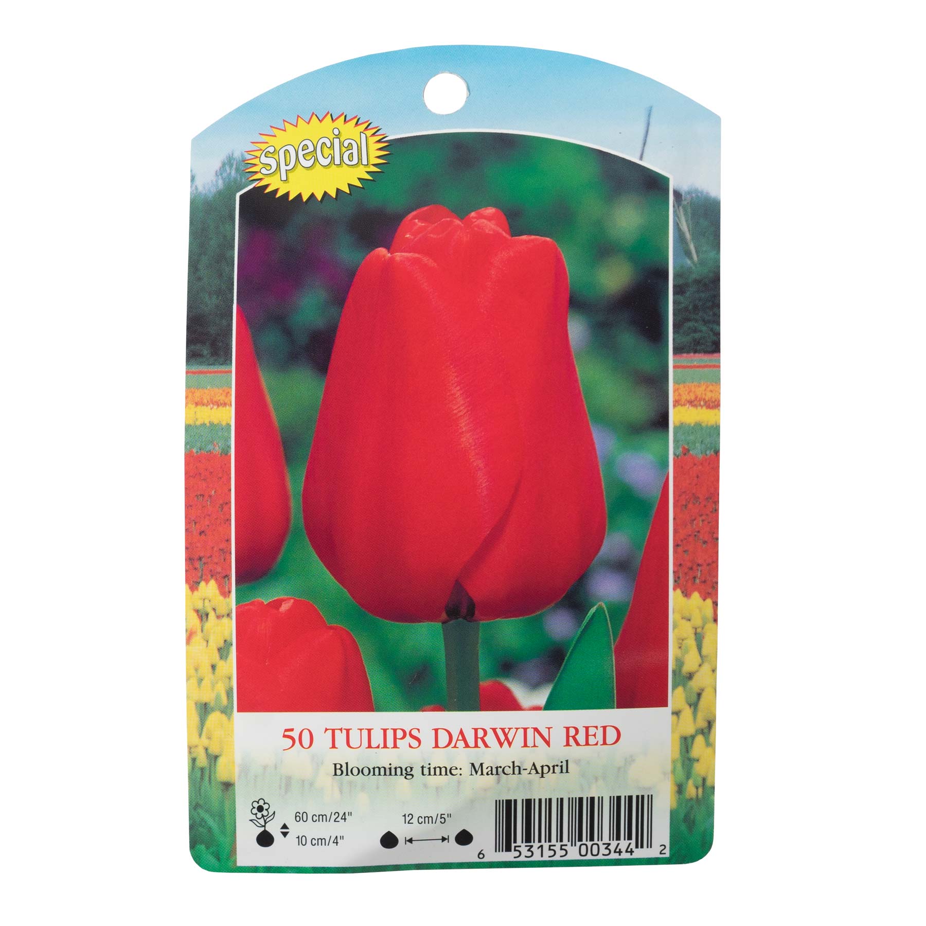 Garden Elements Spring Blooming Bulbs – Darwin Tulip, Red Impression – 50 Pack