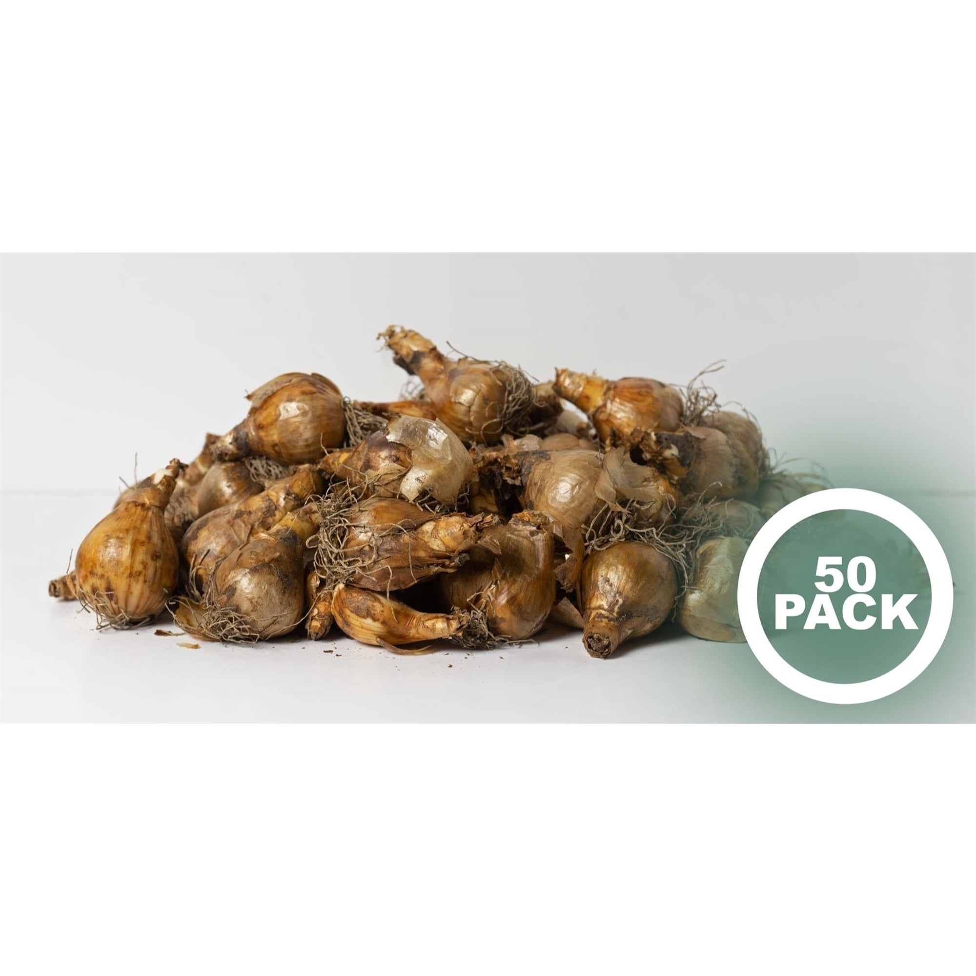 Garden Elements Live Flower Bulbs, Dutch Master Narcissus Daffodil, Yellow (50 Pack)