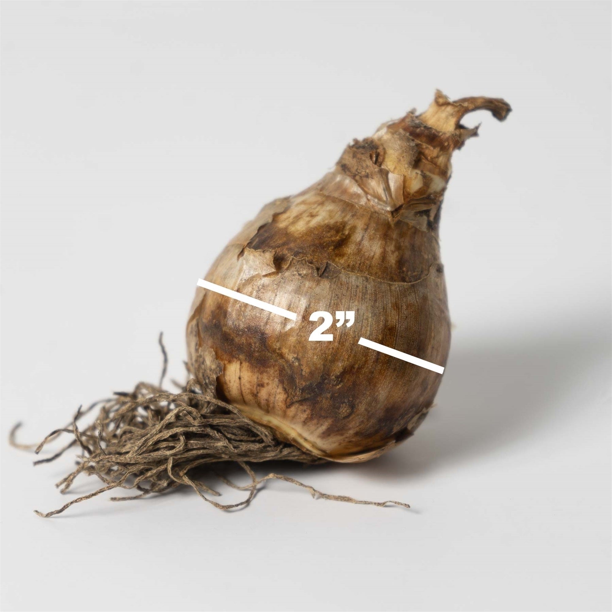 Garden Elements Spring Blooming Bulbs – Dutch Master Narcissus Daffodil, Yellow – 50 Pack