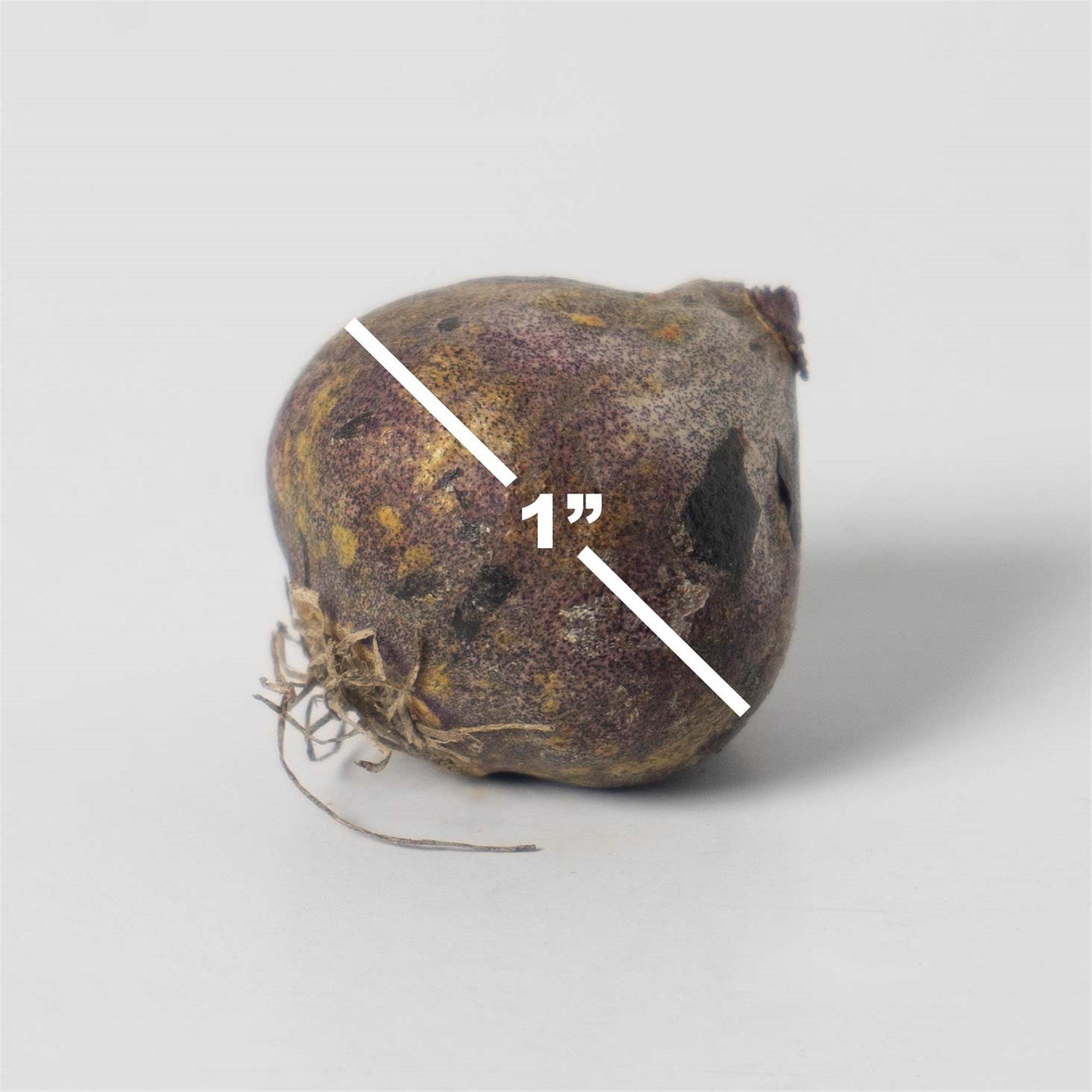 Garden Elements Spring Blooming Bulbs – Scilla Siberica (Siberian Squill) Blue – 50 Pack