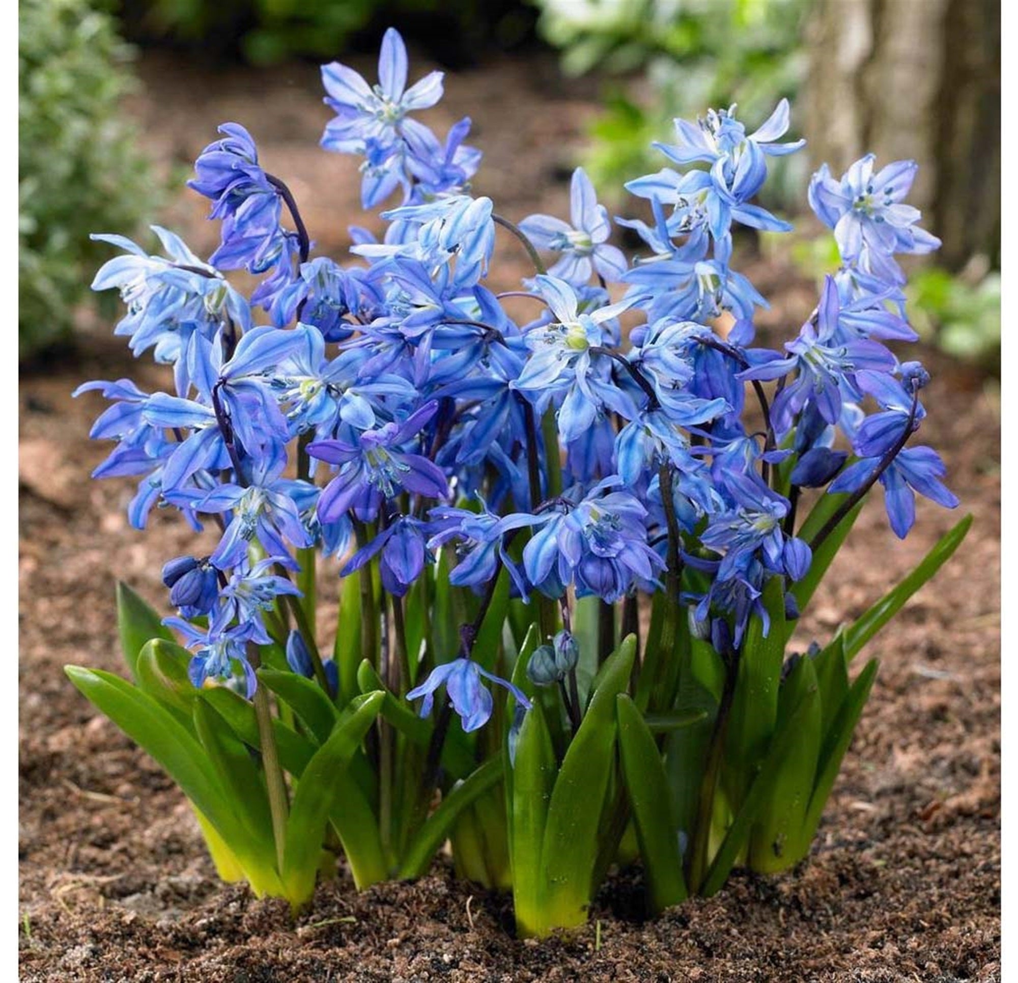 Garden Elements Live Flower Bulbs, Scilla Siberica - Siberian Squill (Pack of 50)
