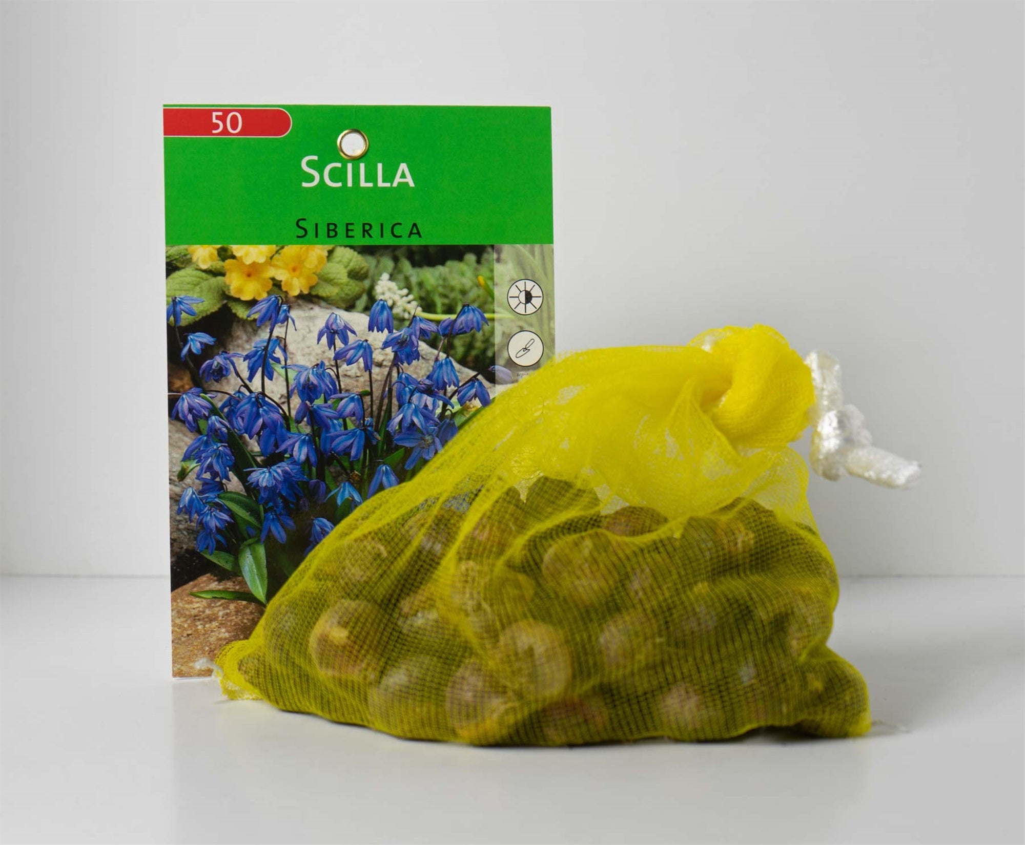 Garden Elements Live Flower Bulbs, Scilla Siberica - Siberian Squill (Pack of 50)