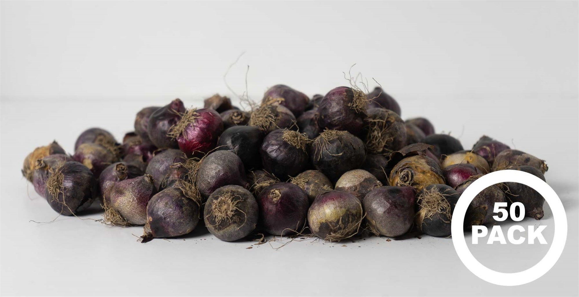 Garden Elements Spring Blooming Bulbs – Scilla Siberica (Siberian Squill) Blue – 50 Pack