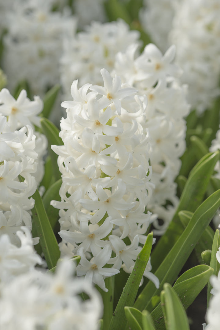 Garden Elements Spring Blooming Bulbs – Hyacinth Carnegie, White – 5 Pack