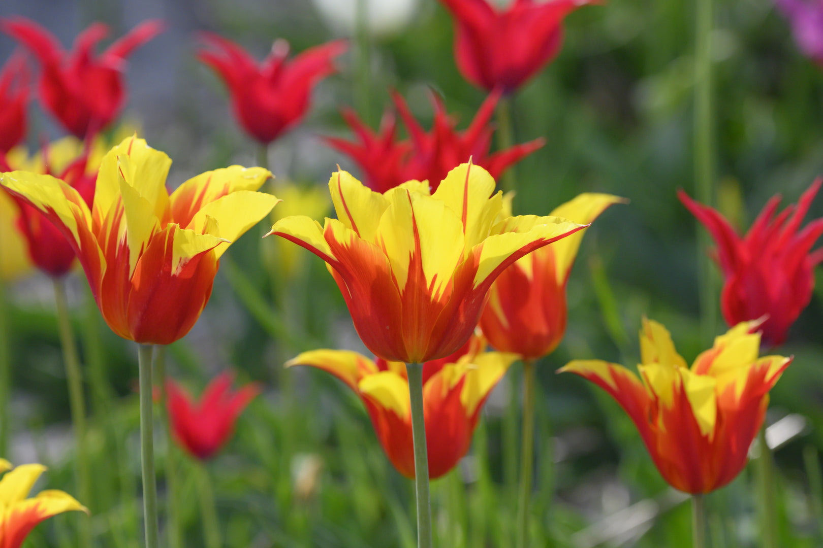 Garden Elements Spring Blooming Bulbs – Lily-Flowering Tulip, Fireworks, Yellow with Red Base – 5 Pack