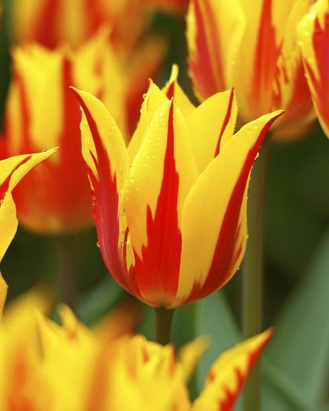 Garden Elements Spring Blooming Bulbs – Lily-Flowering Tulip, Fireworks, Yellow with Red Base – 5 Pack