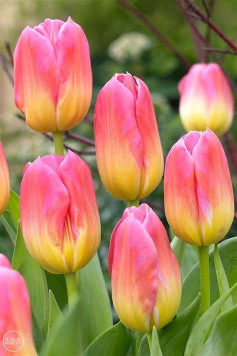 Garden Elements Spring Blooming Bulbs – Triumph Tulip, Tom Pouce, Pink with Yellow Base – 5 Pack