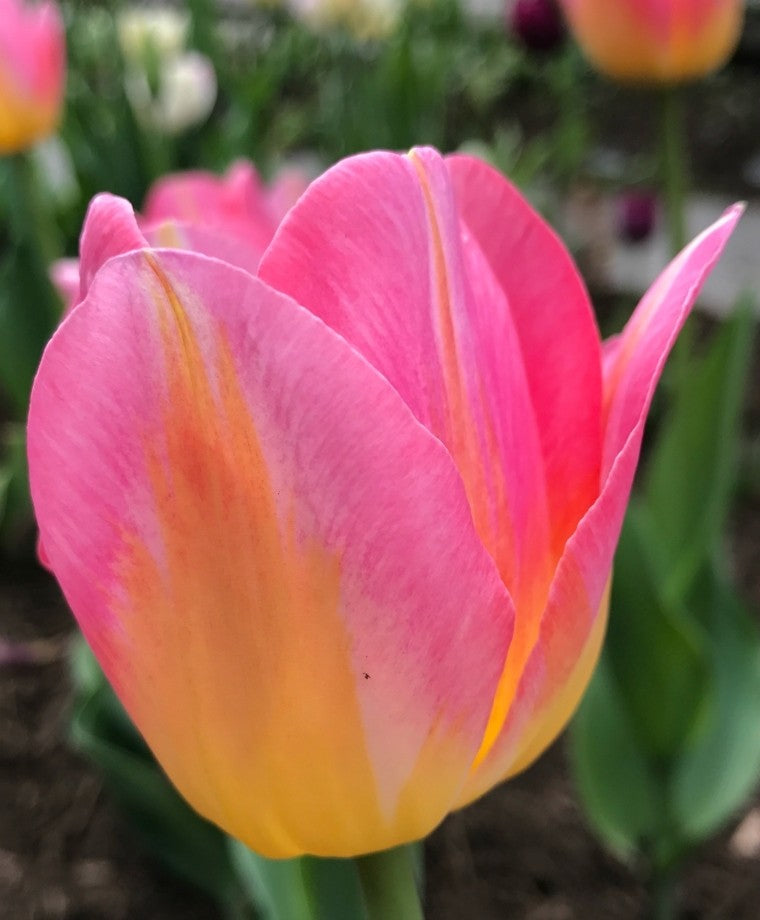 Garden Elements Spring Blooming Bulbs – Triumph Tulip, Tom Pouce, Pink with Yellow Base – 5 Pack
