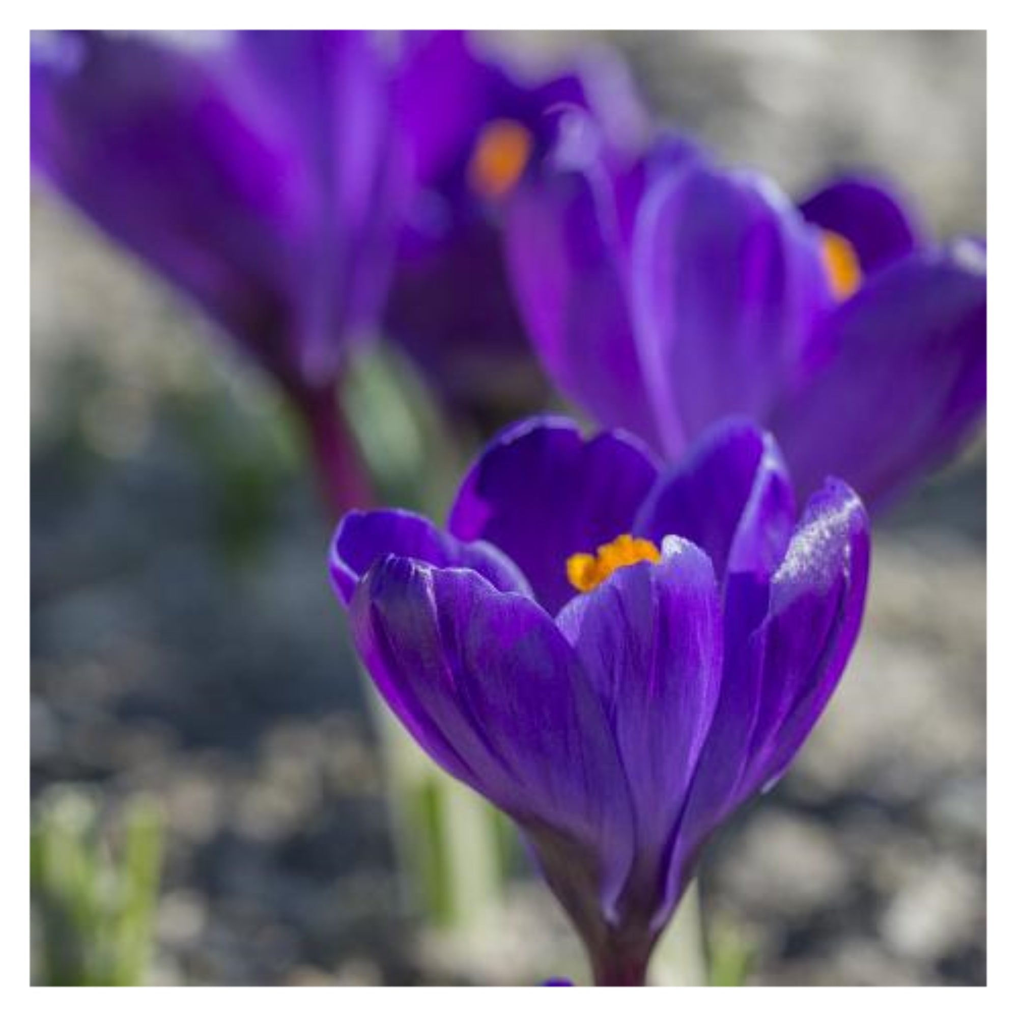 Garden Elements Spring Blooming Bulbs – Crocus, Early Dark Blue Crocus – 10 Pack