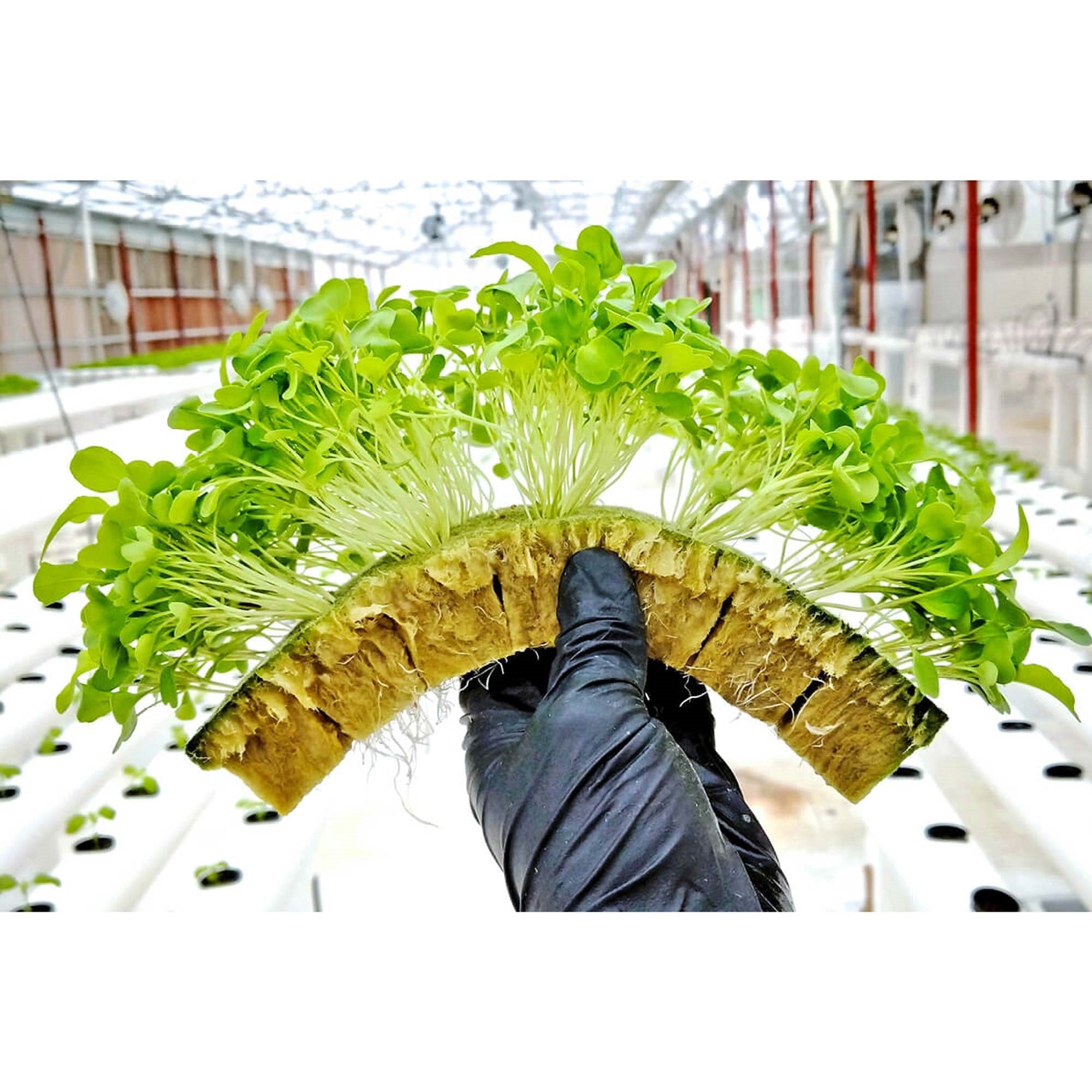 Grodan Rockwool Cubes Sterile Inorganic Growing Medium for Seed Starting & Rooting Cuttings (1.5 Inches) 49 Cubes