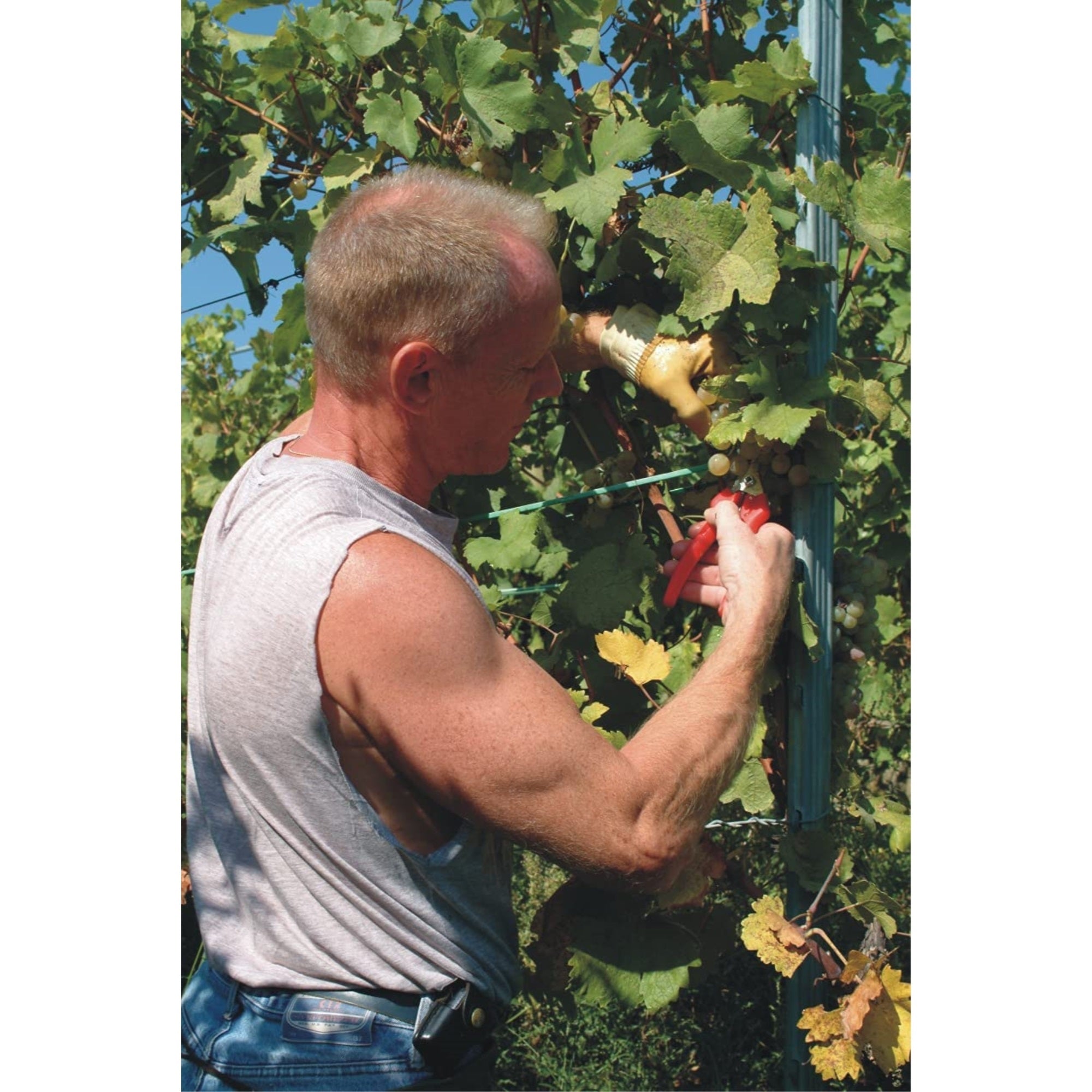 Felco Lightweight Precision-Tip Garden Pruning Shears, 7.3"