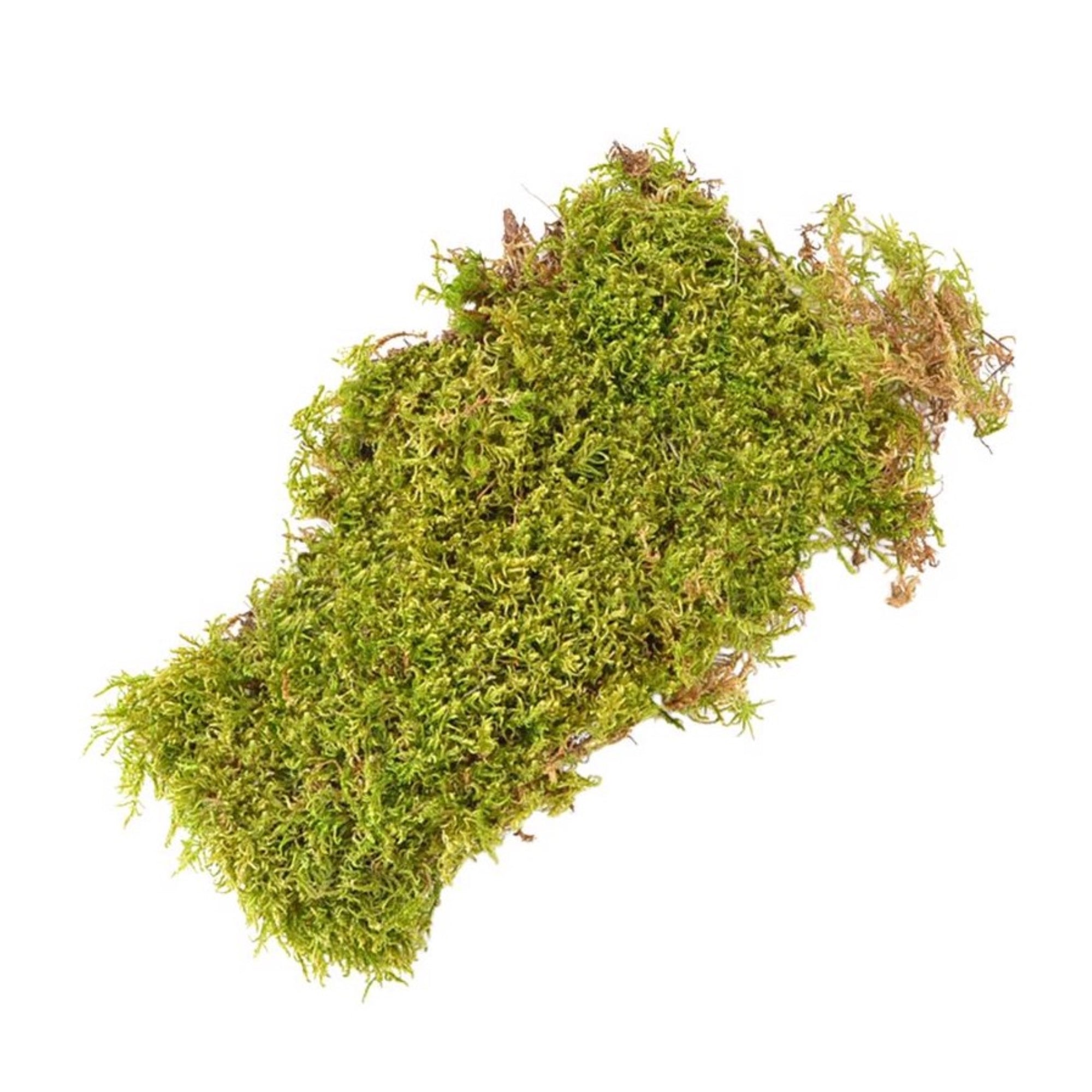 Mosser Lee Natural Green Sheet Moss for Container Gardening/Crafting, 325 sq in