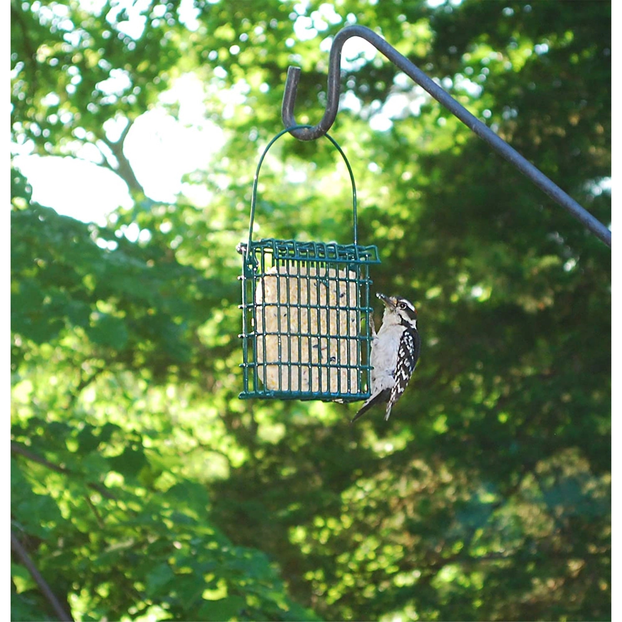 Wildlife Sciences Suet Plus Variety 6 Pack, Eco-Friendly Packaging