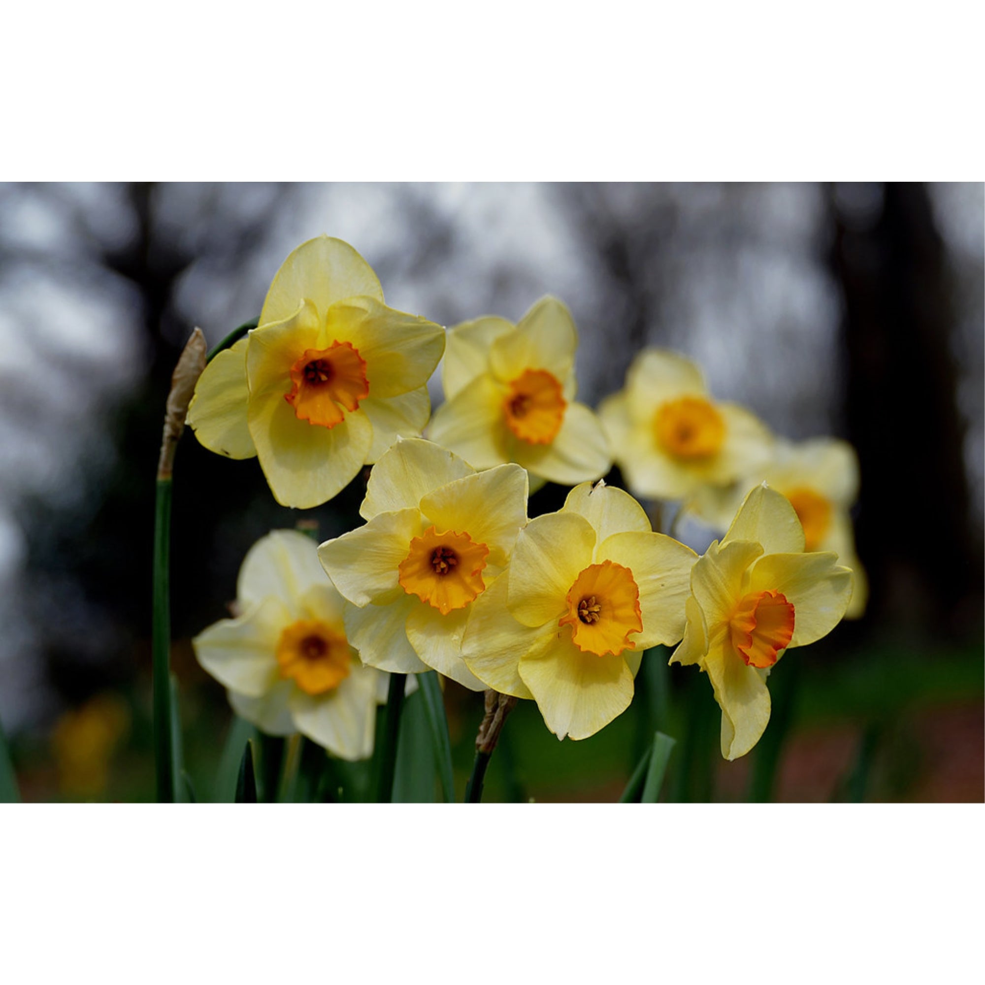 Garden Elements Spring Blooming Bulbs – Daffodil Large-Cupped Modern Art, Yellow – 10 Pack
