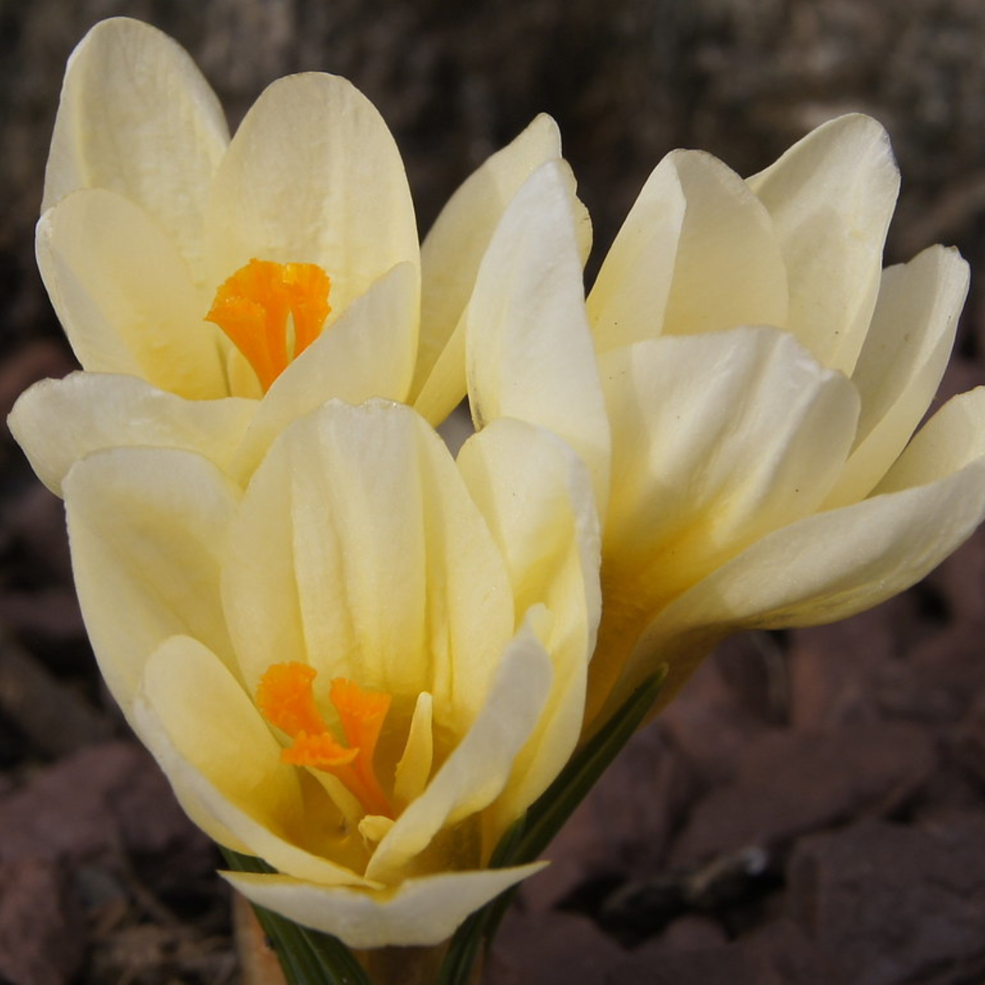 Garden Elements Spring Blooming Bulbs – Crocus Cream Beauty, Yellow – 10 Pack