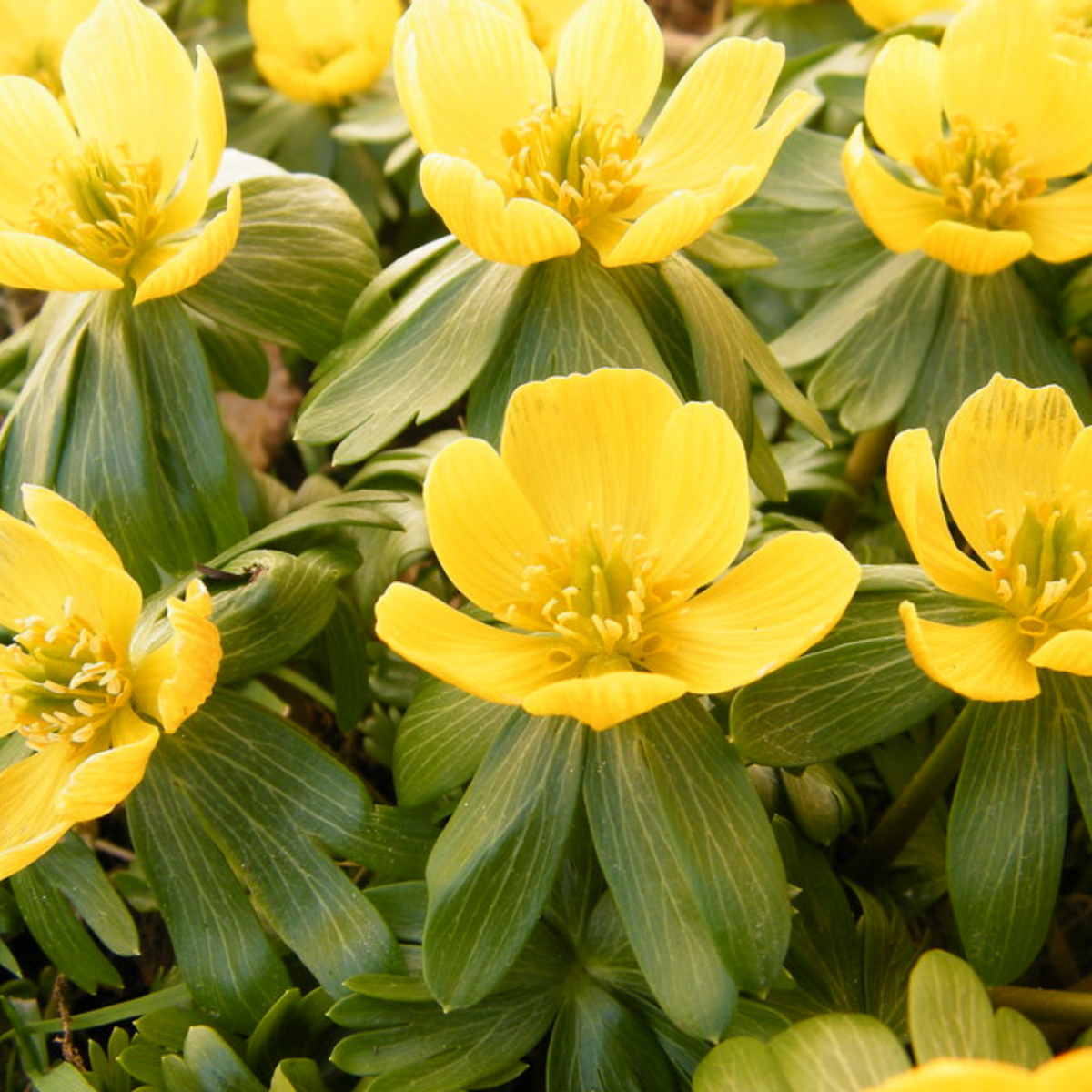 Garden Elements Spring Blooming Bulbs – Eranthis Hyemalis (Winter Aconite) Yellow – 25 Pack
