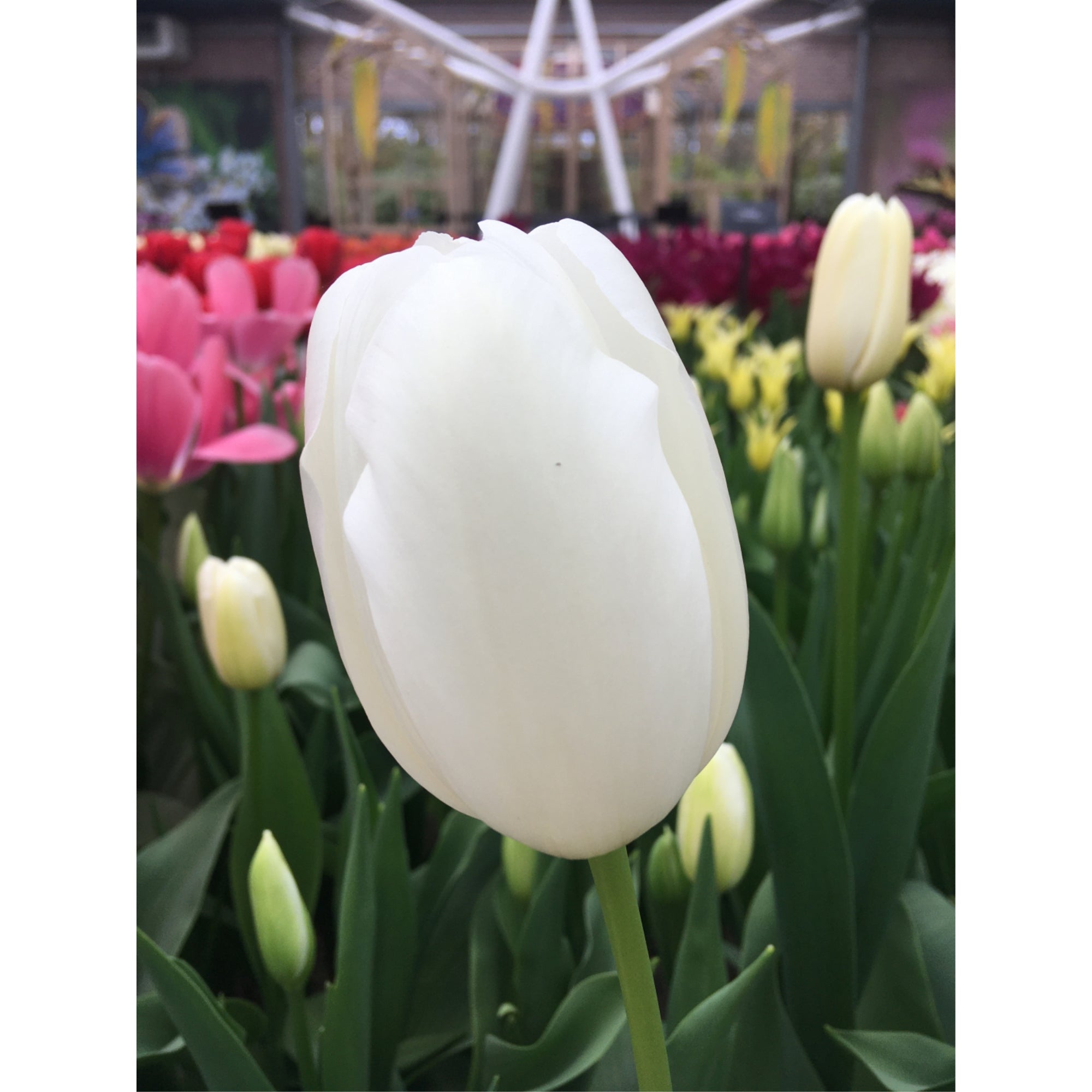 Garden Elements Spring Blooming Bulbs – Tulip, Catherina, Cream – 10 Pack