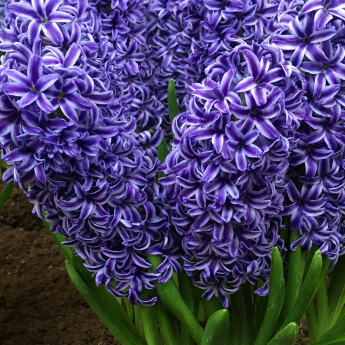 Garden Elements Spring Blooming Bulbs – Hyacinth, Blue Jacket – 5 Pack