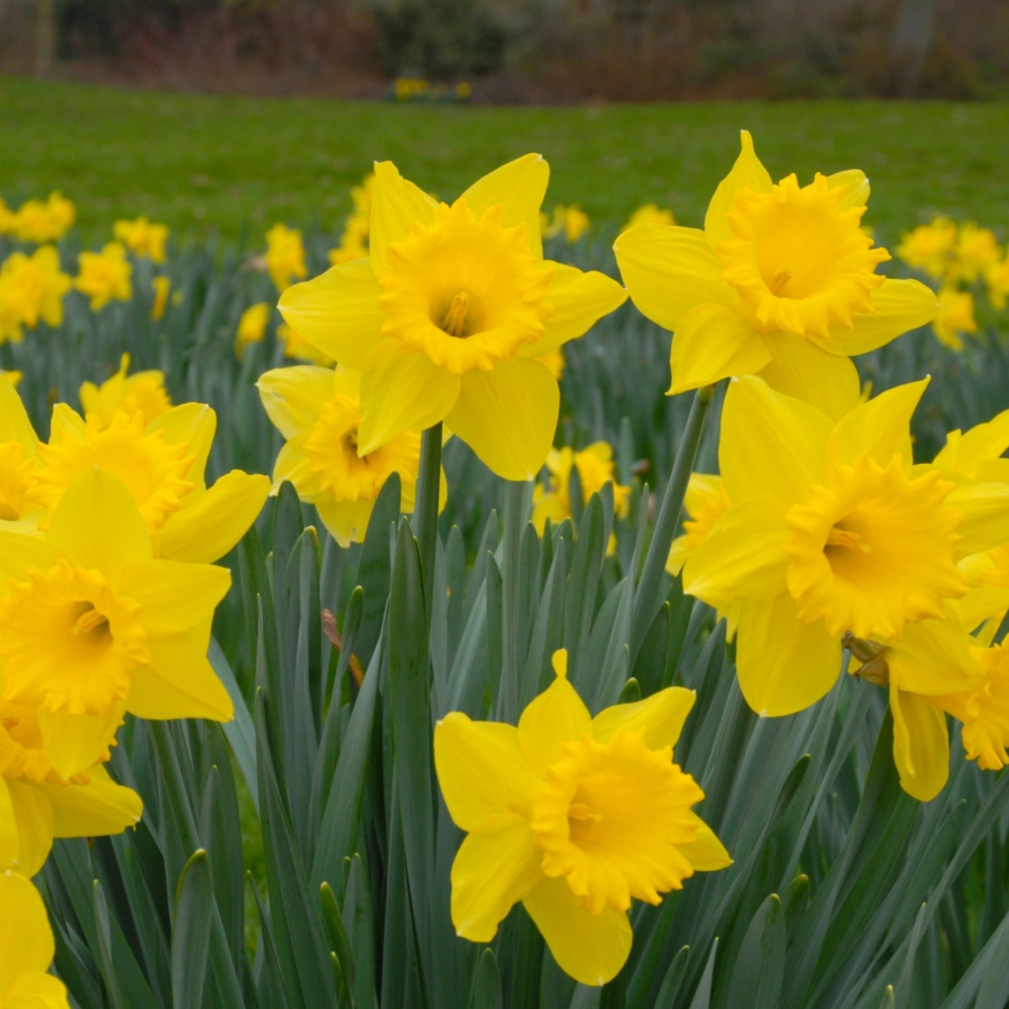 Garden Elements Spring Blooming Bulbs – Dutch Master Narcissus Daffodil, Yellow – 50 Pack