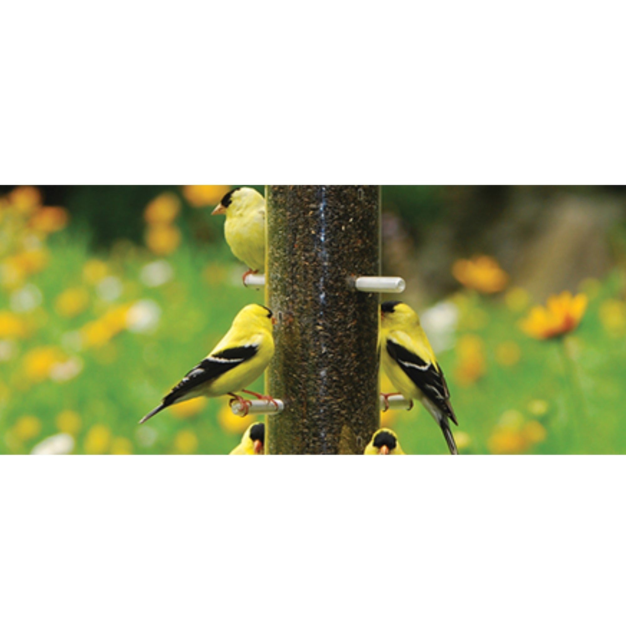 Cole’s Nifty Niger Wild Bird Feeder — Polycarbonate Tube with 8 Ports — Quick‑Clean Base