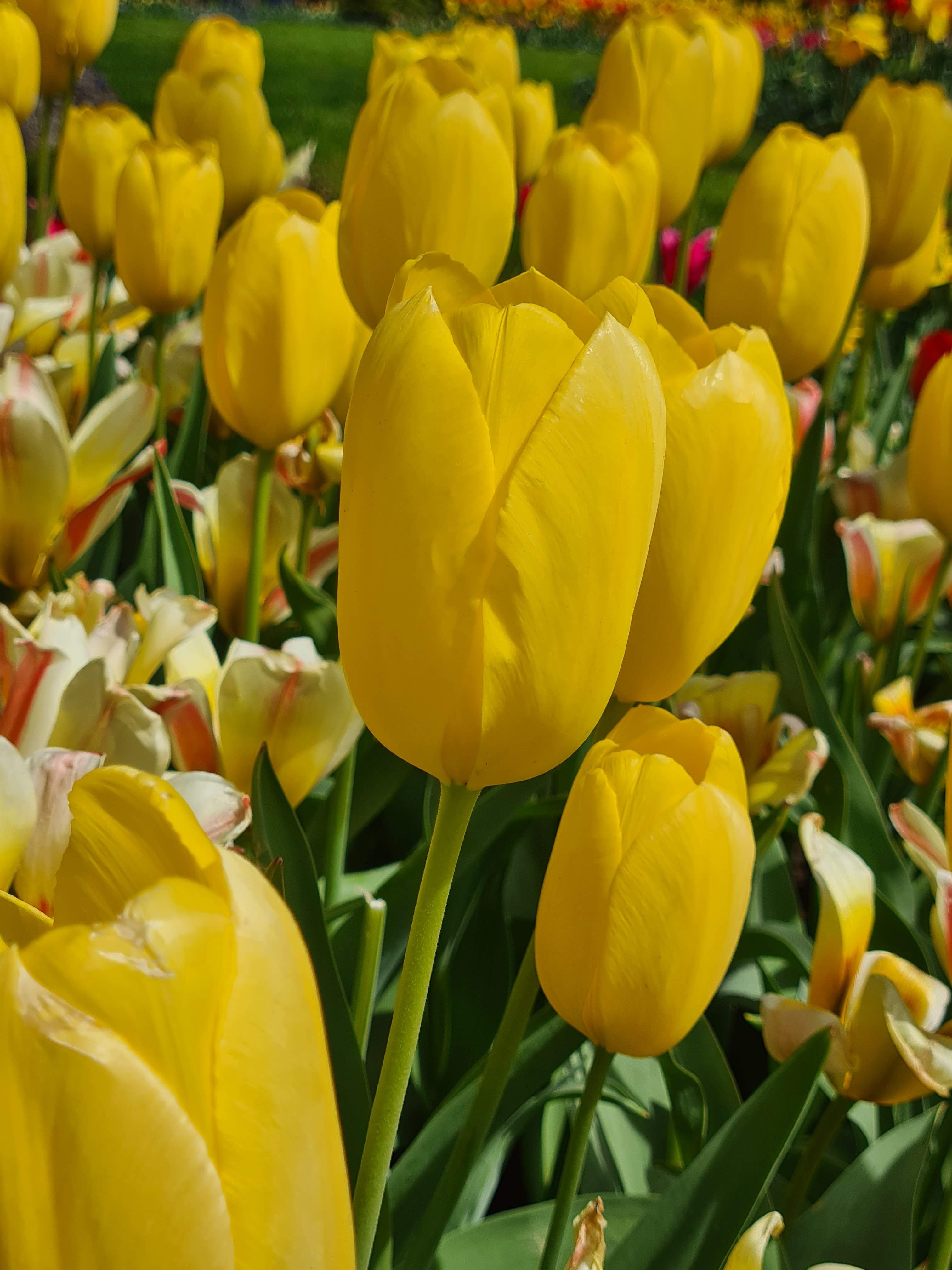 Garden Elements Spring Blooming Bulbs – Darwin Tulip, Big Smile, Yellow – 50 Pack