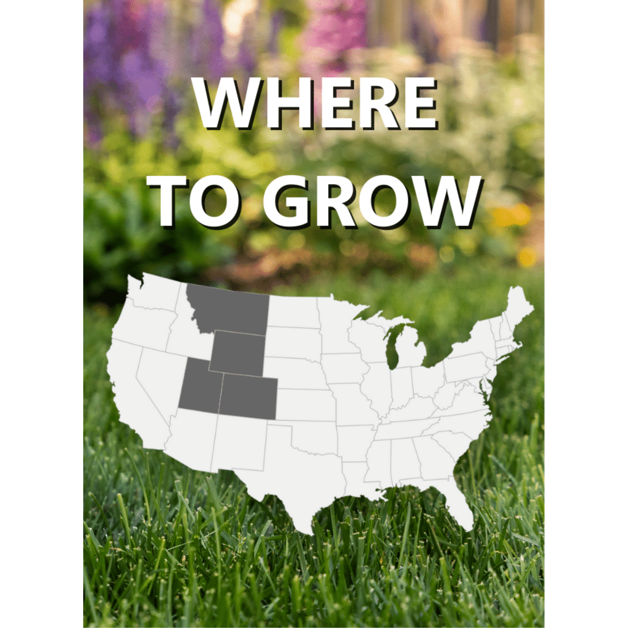 Black Beauty Rocky Mountain Colorado Lawn Grass Seed