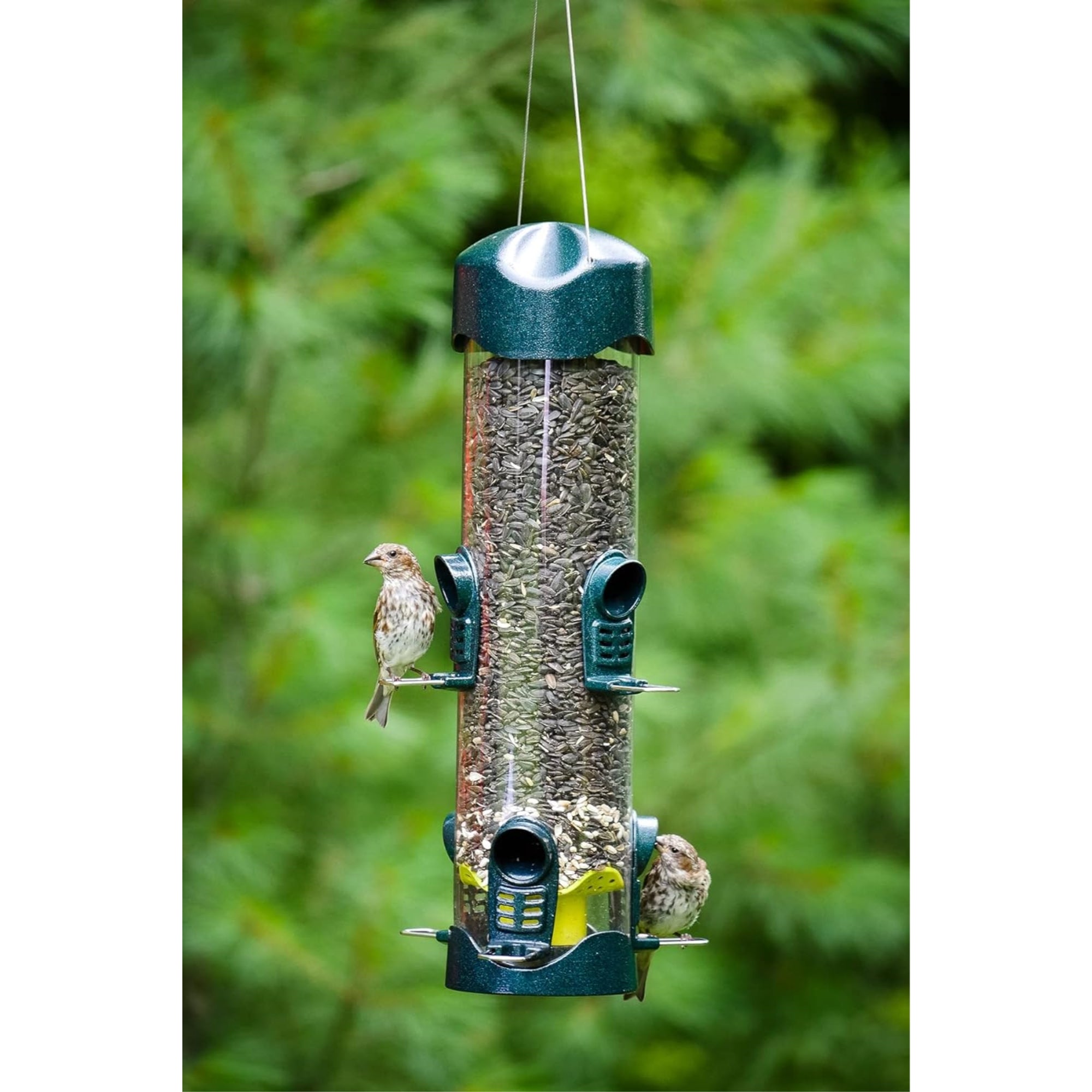 Brome Mega Bird Feeder – Large Capacity Tube Feeder for Wild Birds, 4lb Capacity