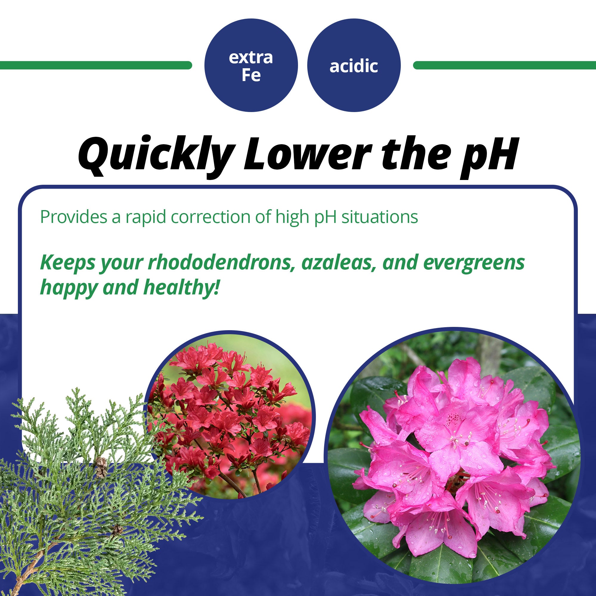 Jack's Professional 21-7-7 Acid Water-Soluble Fertilizer with Micronutrients for Acid-Loving Plants in Continuous Feed Programs, 25lbs