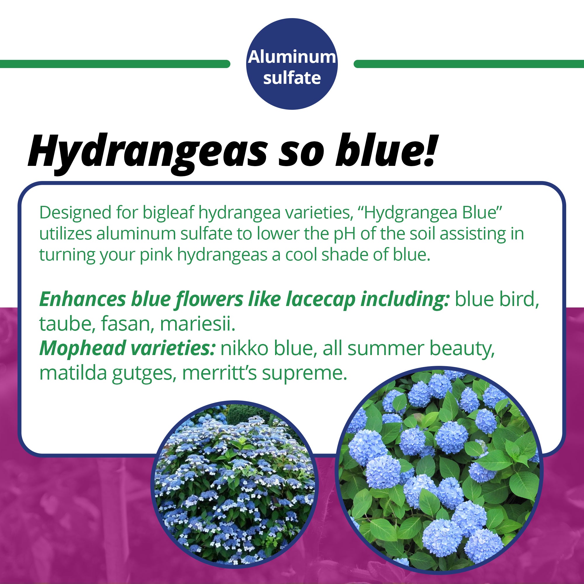 Jack's Classic 7-3-3 Hydrangea Blue Water-Soluble Fertilizer with Micronutrients to Enhance Blue Flowers, 1.5lbs