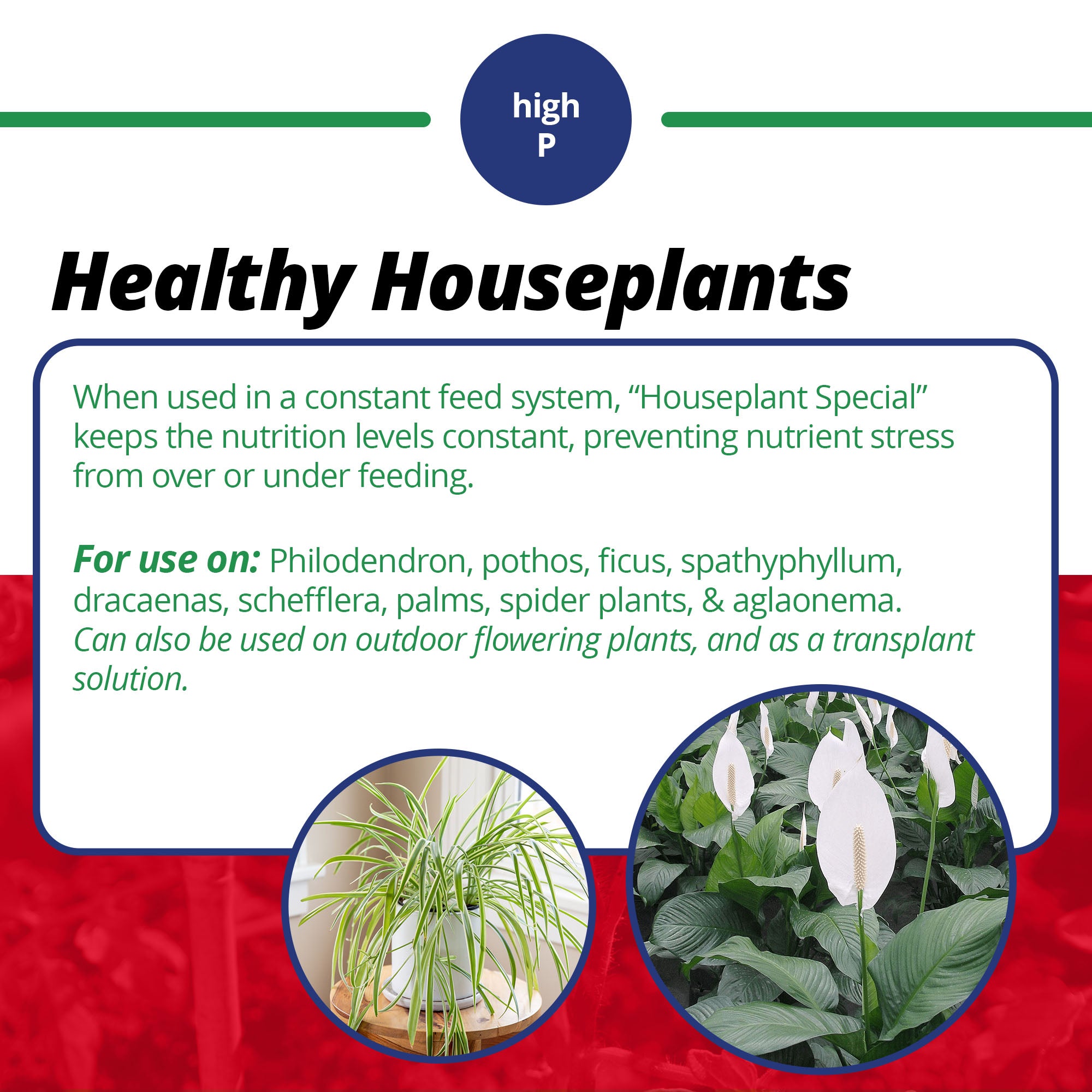 Jacks Classic 15-30-15 Houseplant Special Water Soluble Plant Fertilizer with Micronutrients for Potted Plants, 8-Ounce