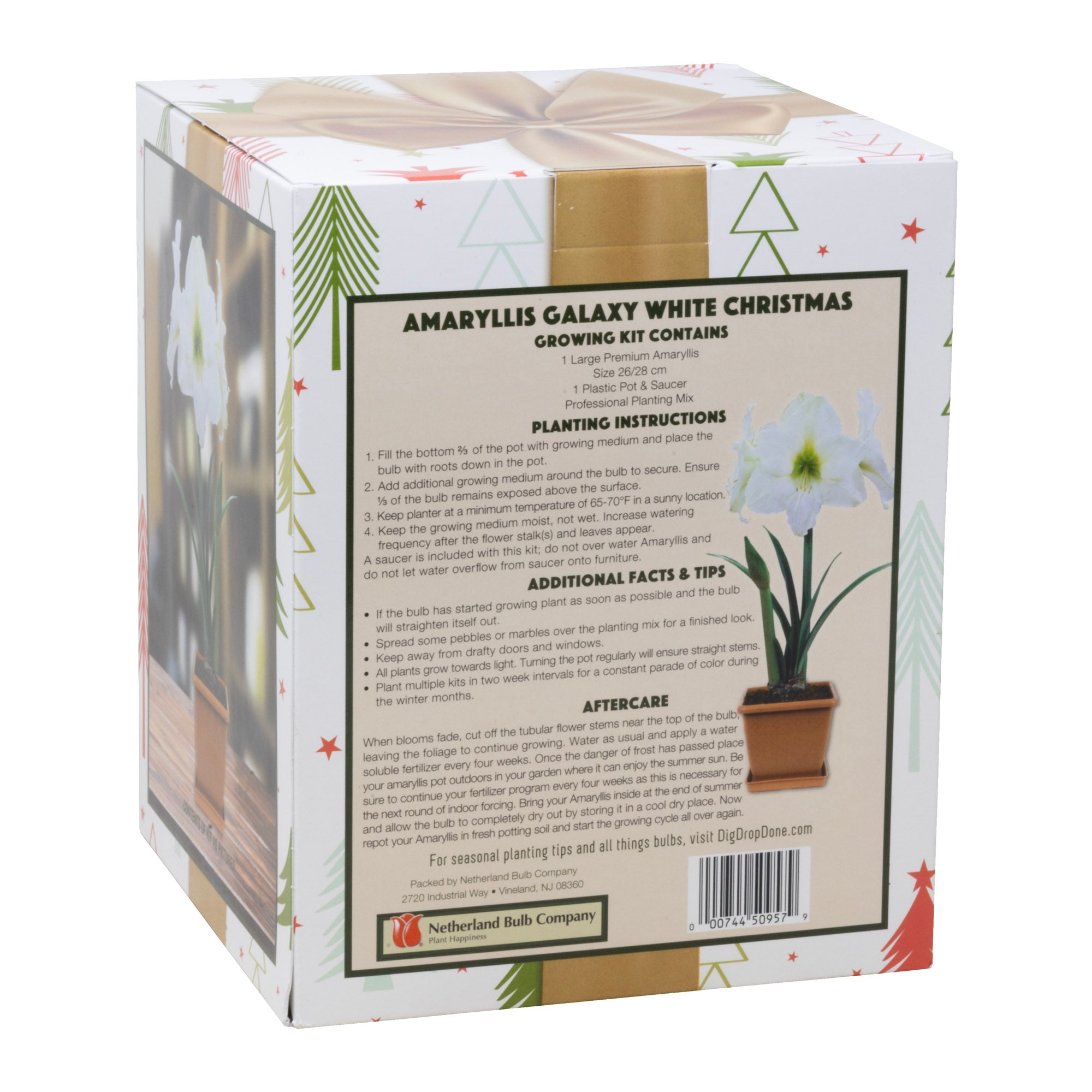 Netherland Bulb Co. Easy-Grow Amaryllis Galaxy "White Christmas"– Indoor Flowering Kit, Holiday & Gift-Ready