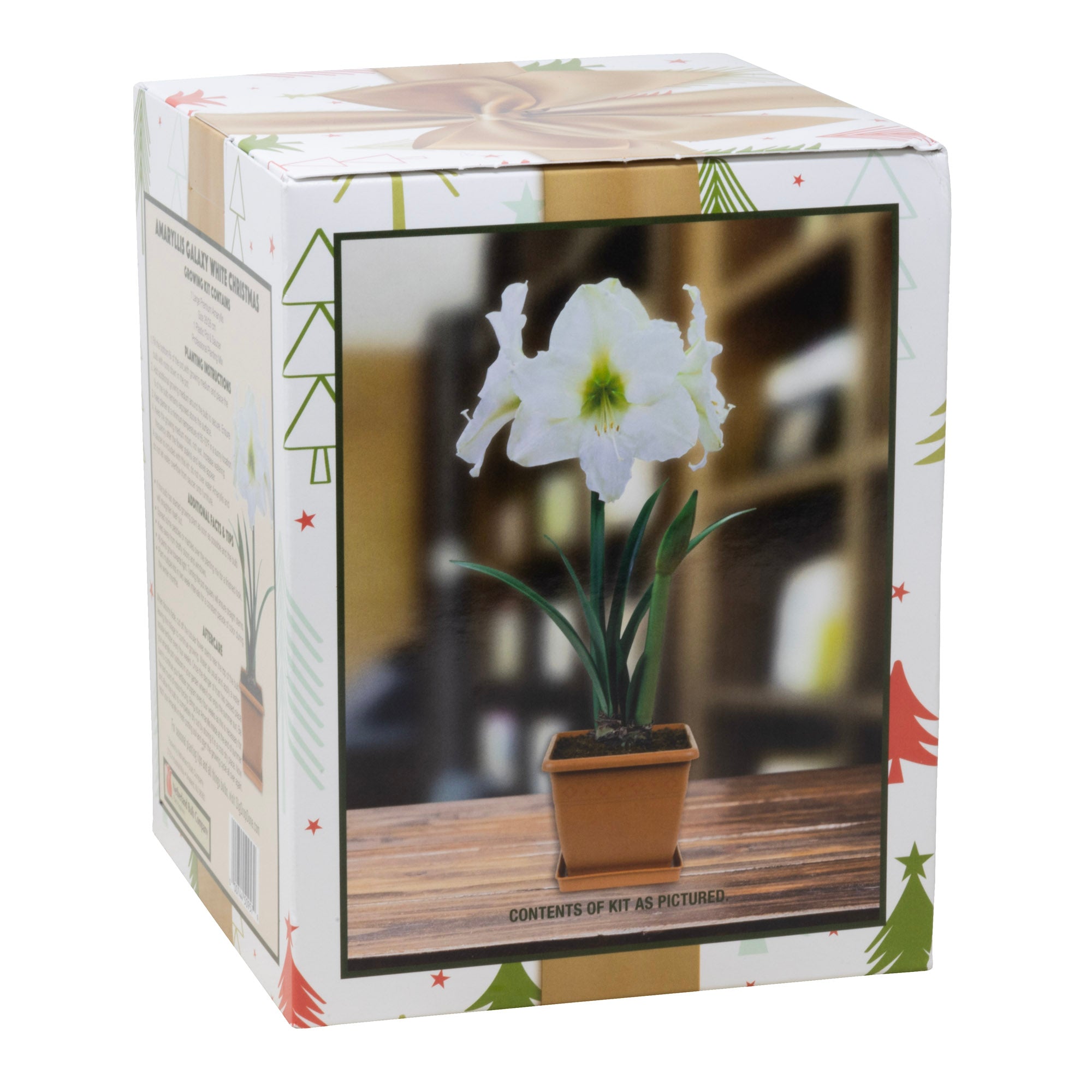 Netherland Bulb Co. Easy-Grow Amaryllis Galaxy "White Christmas"– Indoor Flowering Kit, Holiday & Gift-Ready