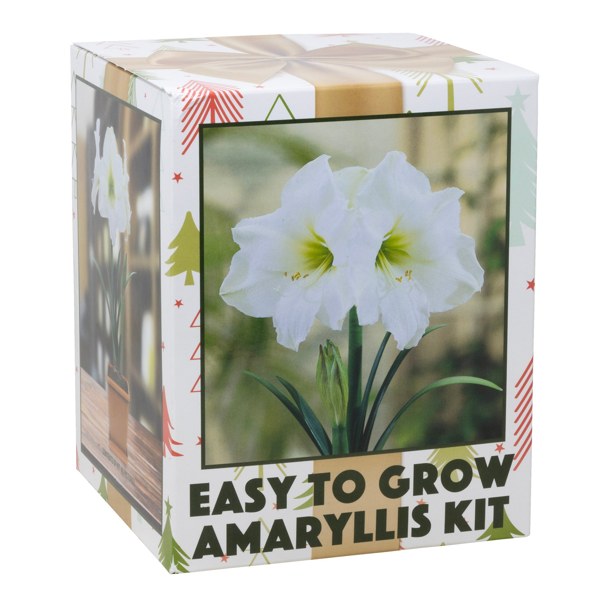 Netherland Bulb Co. Easy-Grow Amaryllis Galaxy "White Christmas"– Indoor Flowering Kit, Holiday & Gift-Ready