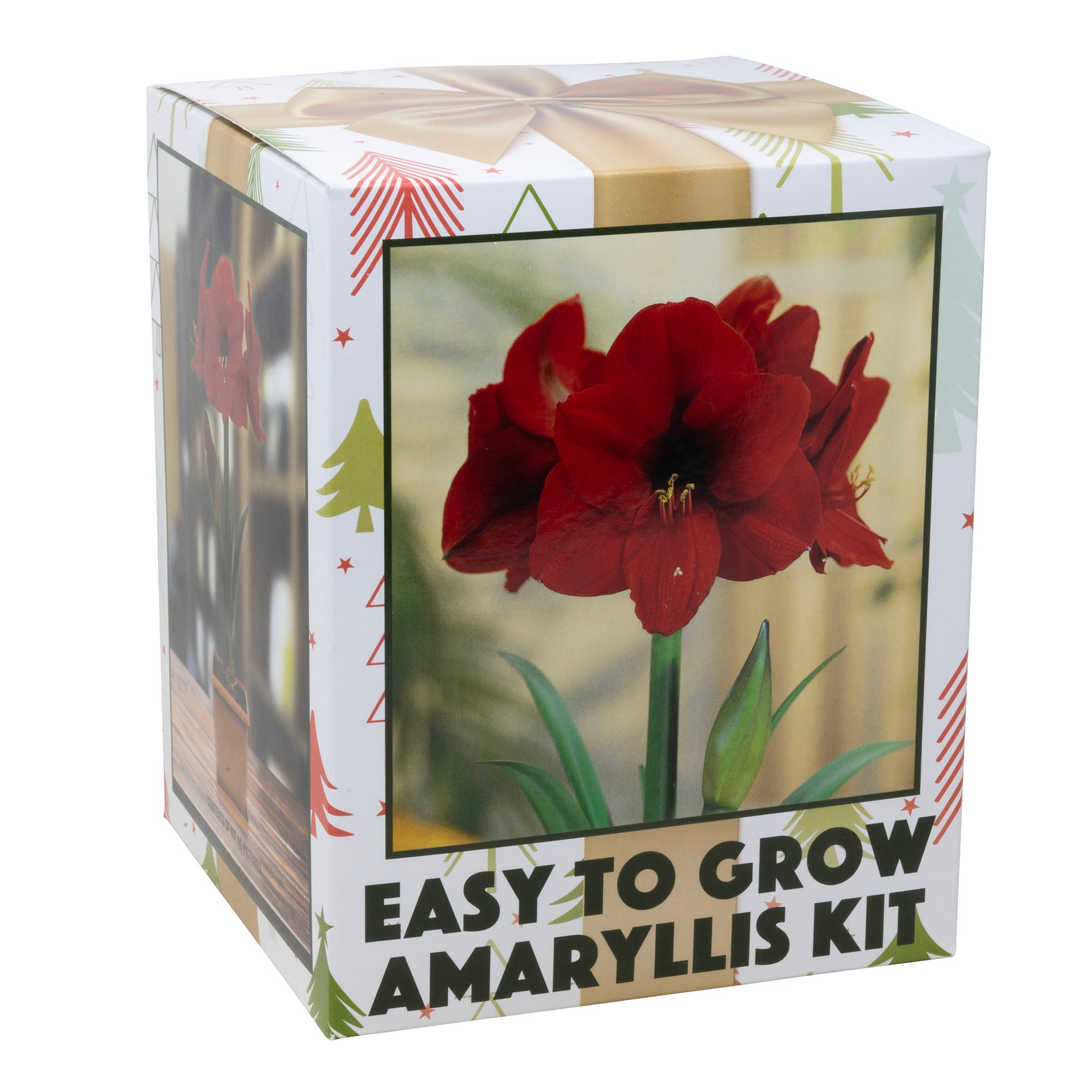 Netherland Bulb Co. Easy-Grow Amaryllis Galaxy "Red Lion"– Indoor Flowering Kit, Holiday & Gift-Ready