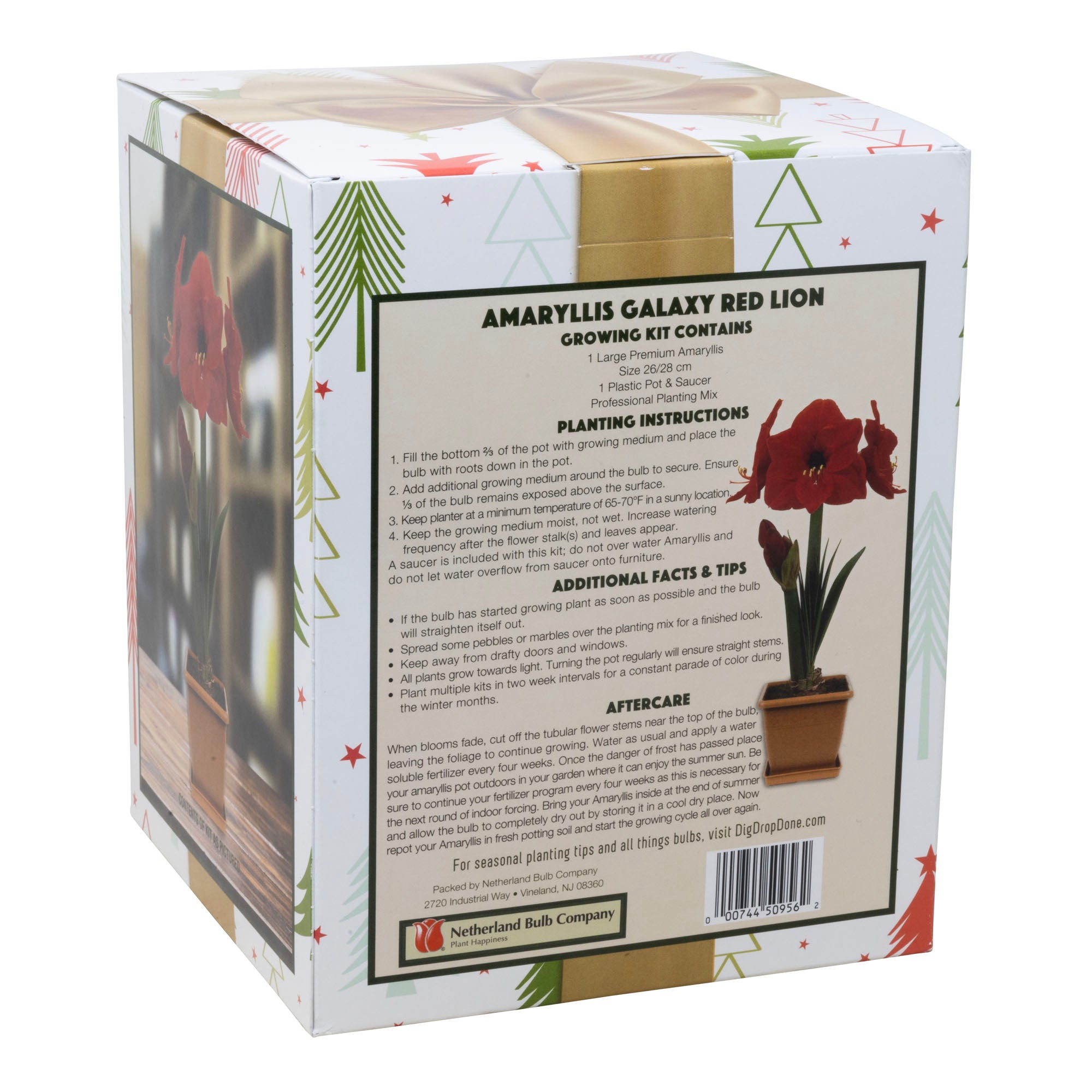 Netherland Bulb Co. Easy-Grow Amaryllis Galaxy "Red Lion"– Indoor Flowering Kit, Holiday & Gift-Ready