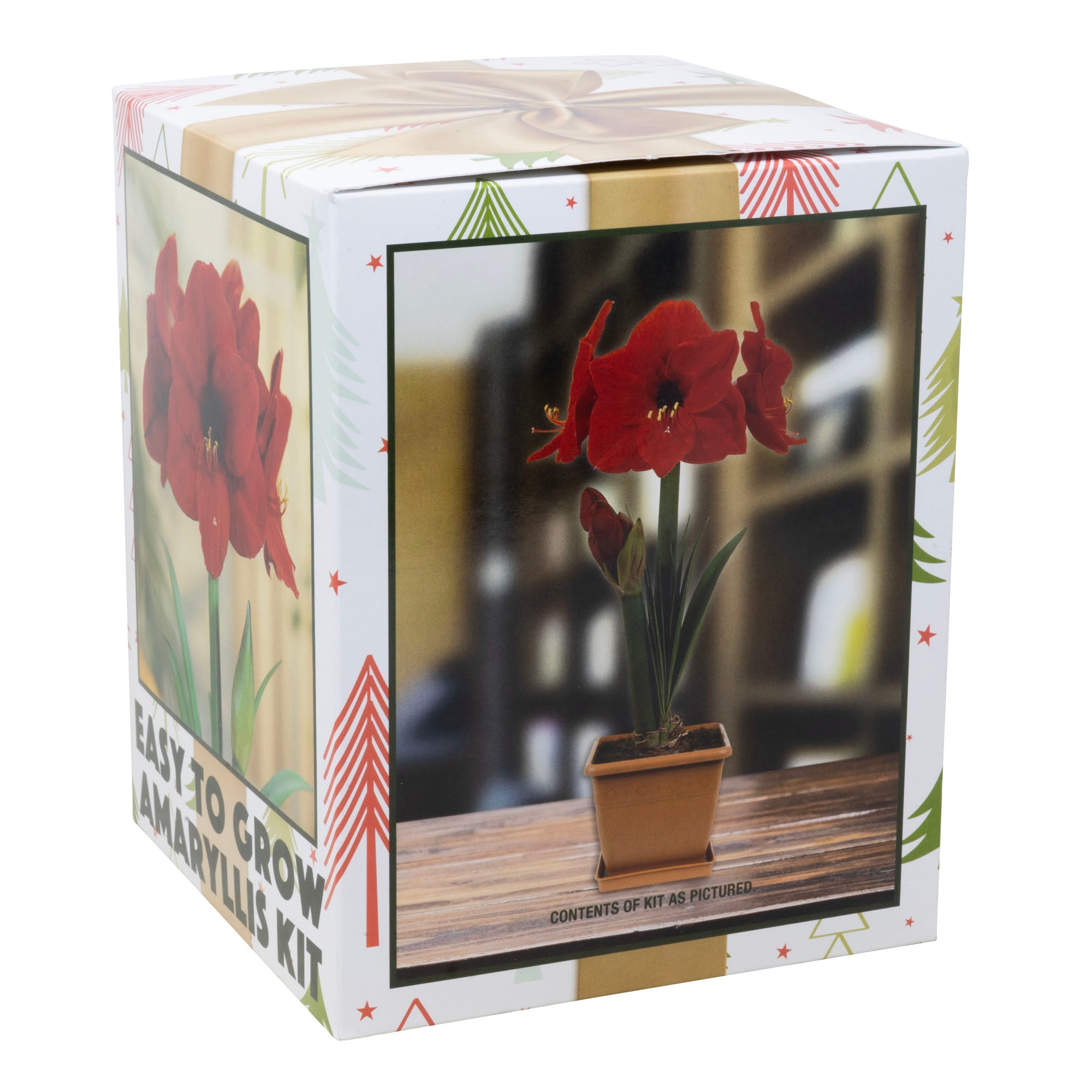 Netherland Bulb Co. Easy-Grow Amaryllis Galaxy "Red Lion"– Indoor Flowering Kit, Holiday & Gift-Ready