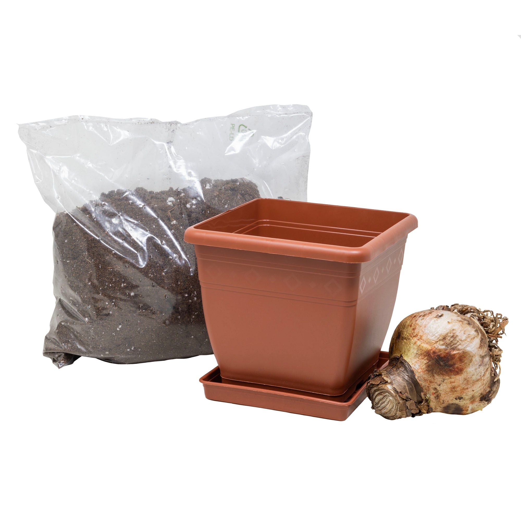 Netherland Bulb Co. Easy-Grow Amaryllis Galaxy "Red Lion"– Indoor Flowering Kit, Holiday & Gift-Ready